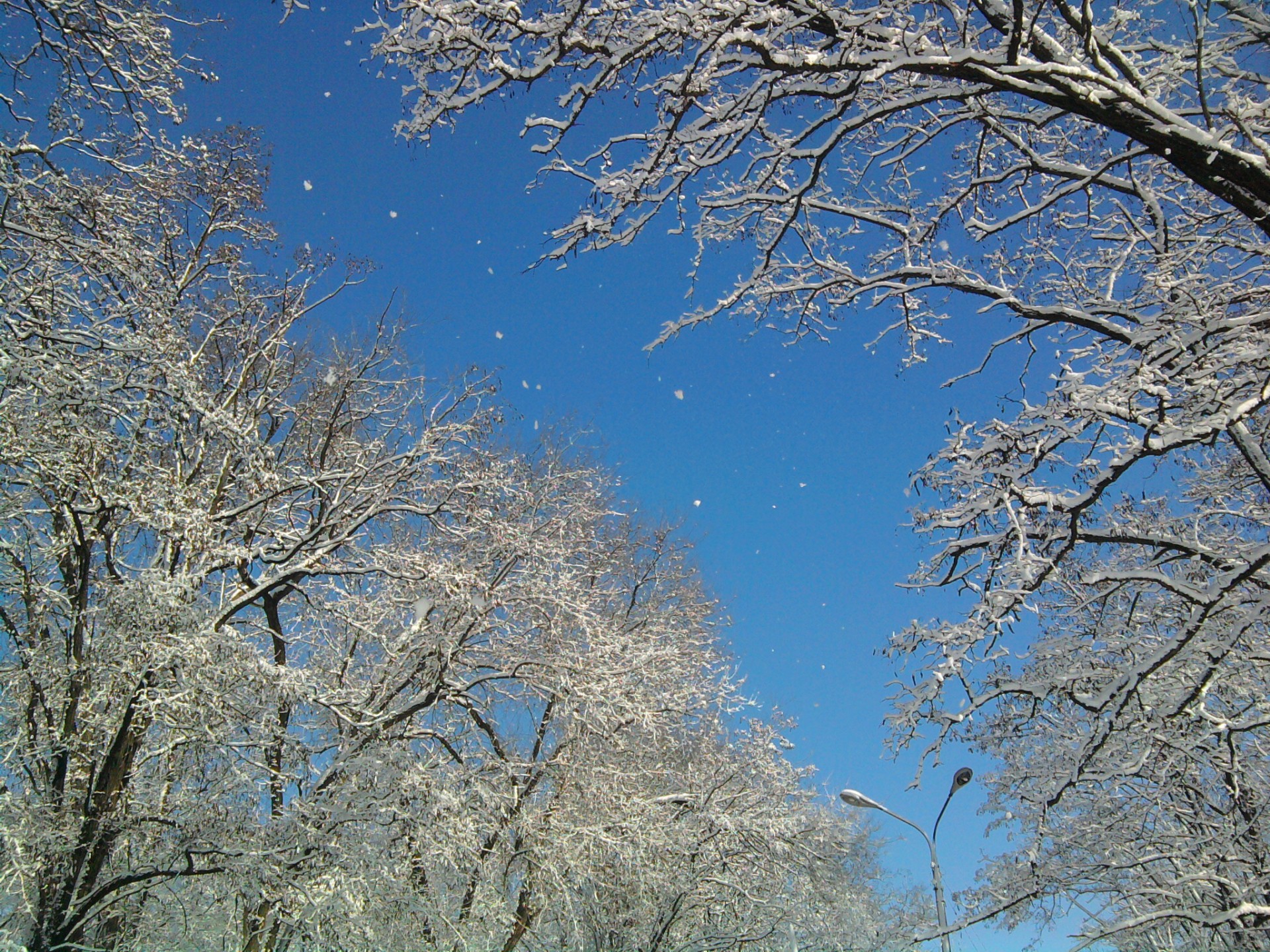 hiver neige arbres