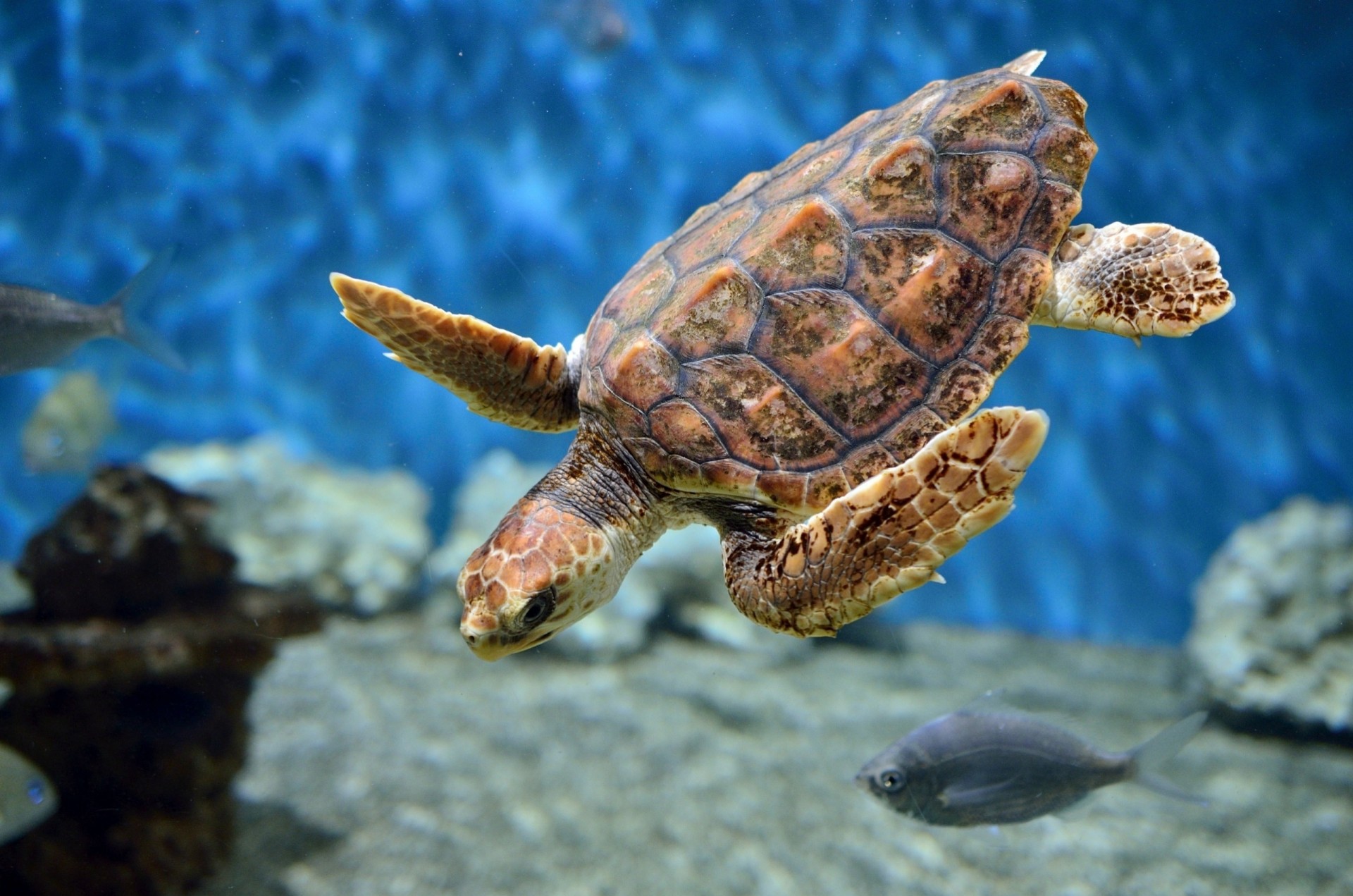 aquarium underwater turtle sea