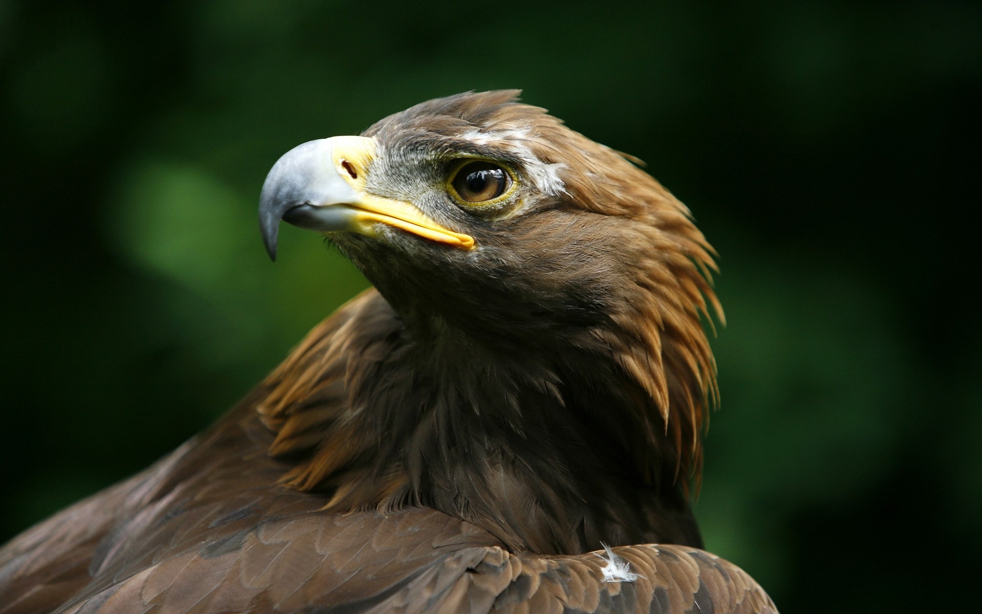 beak golden eagle head predator bird