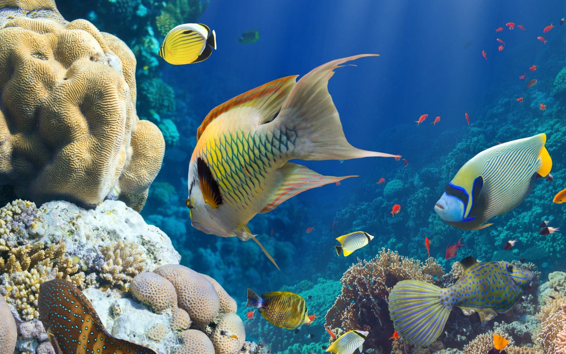 poisson récif de corail mer sous l eau belle