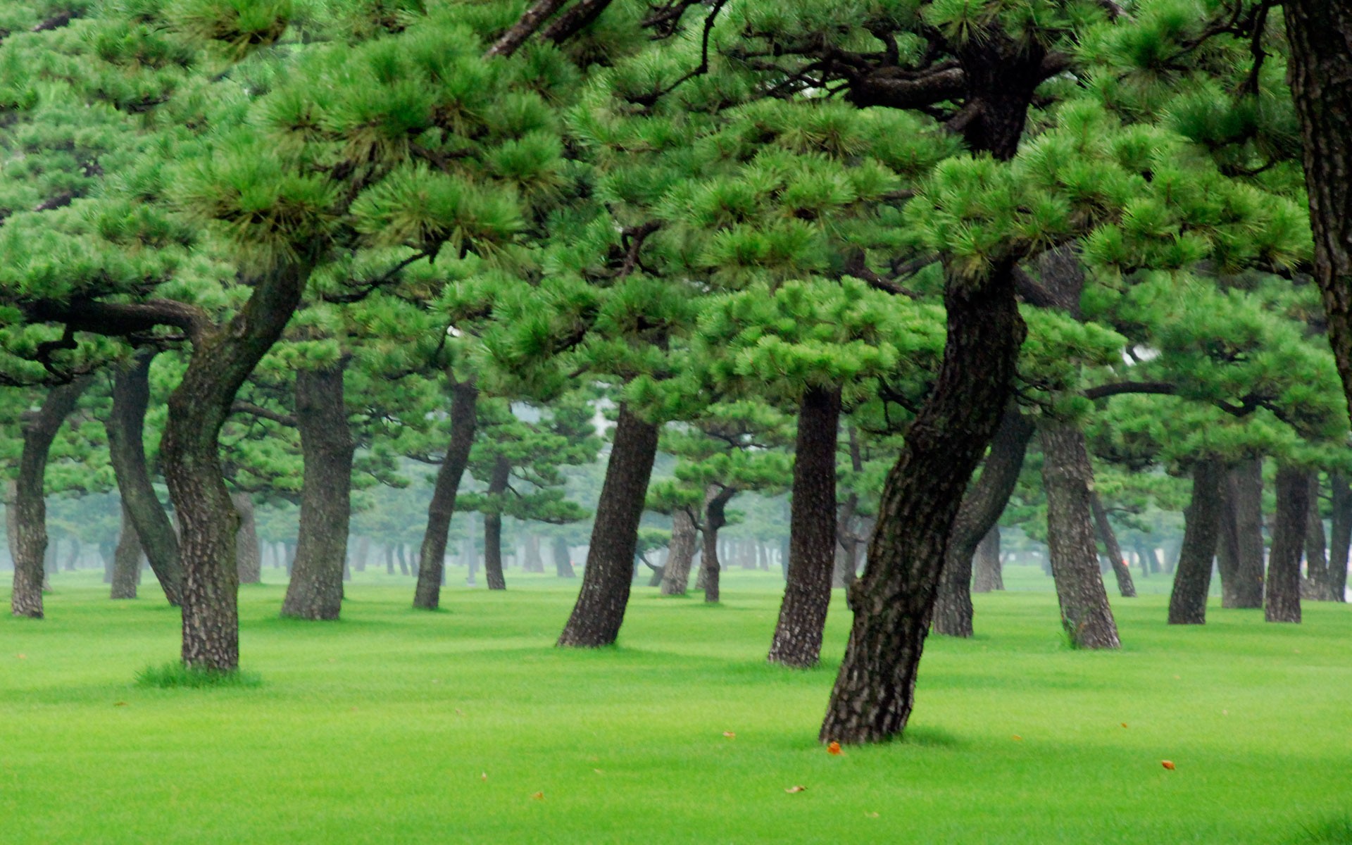 arbres herbe nature