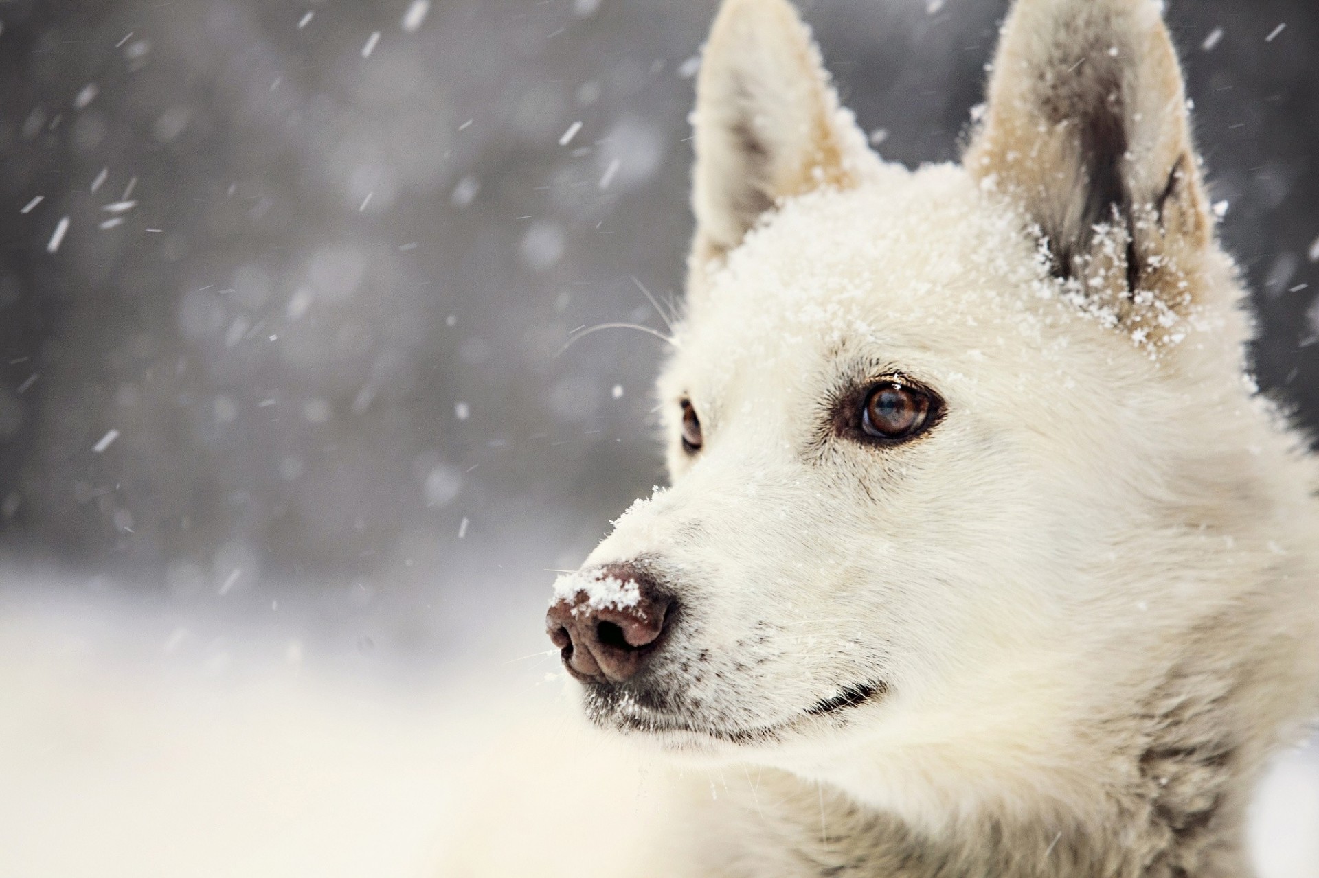 chien neige blanc