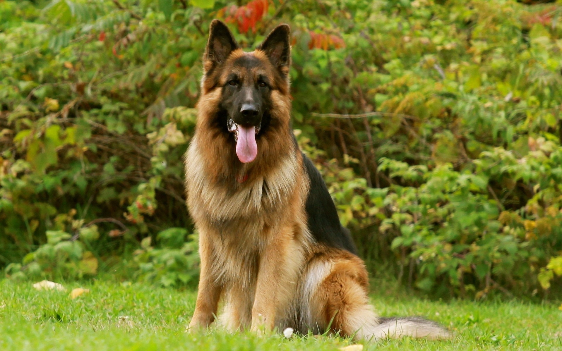 perro amigo pastor alemán