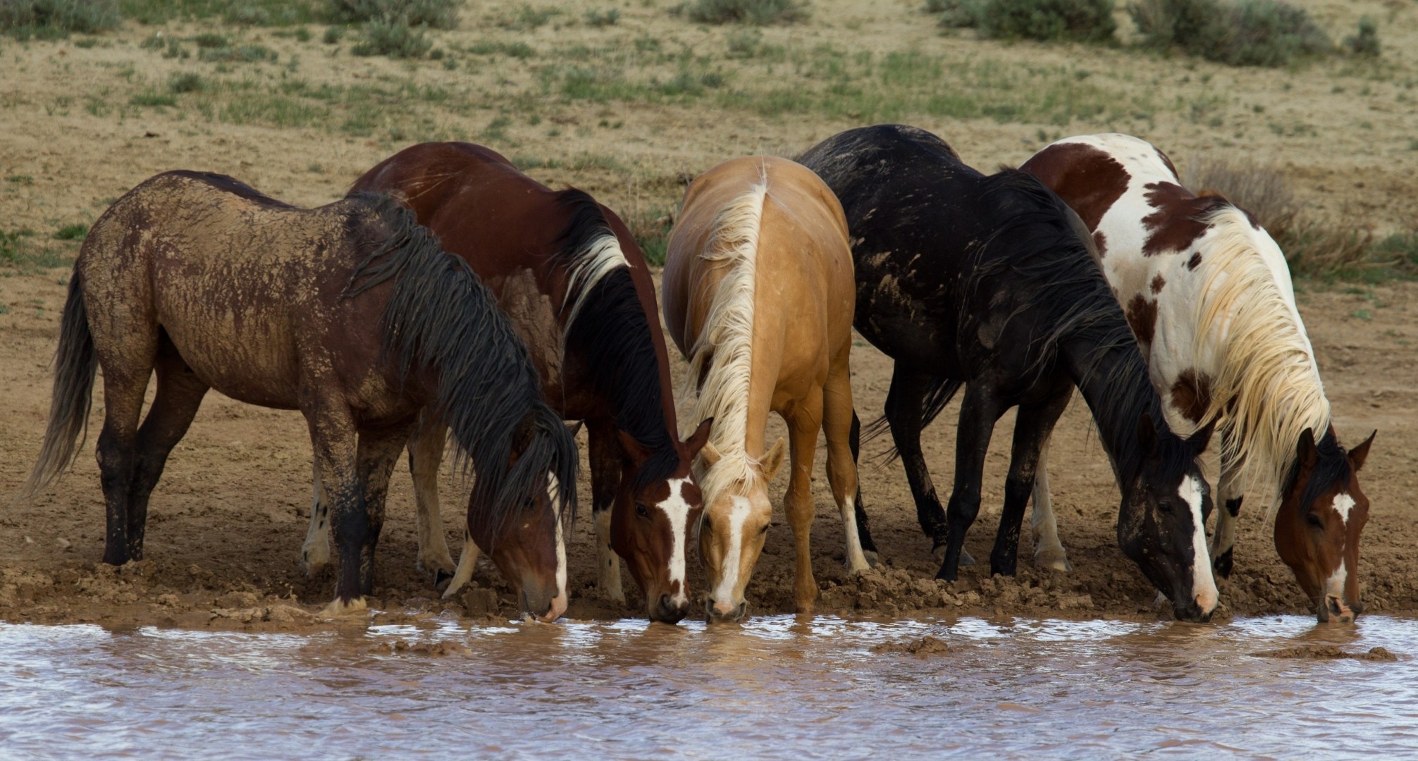 watering horse