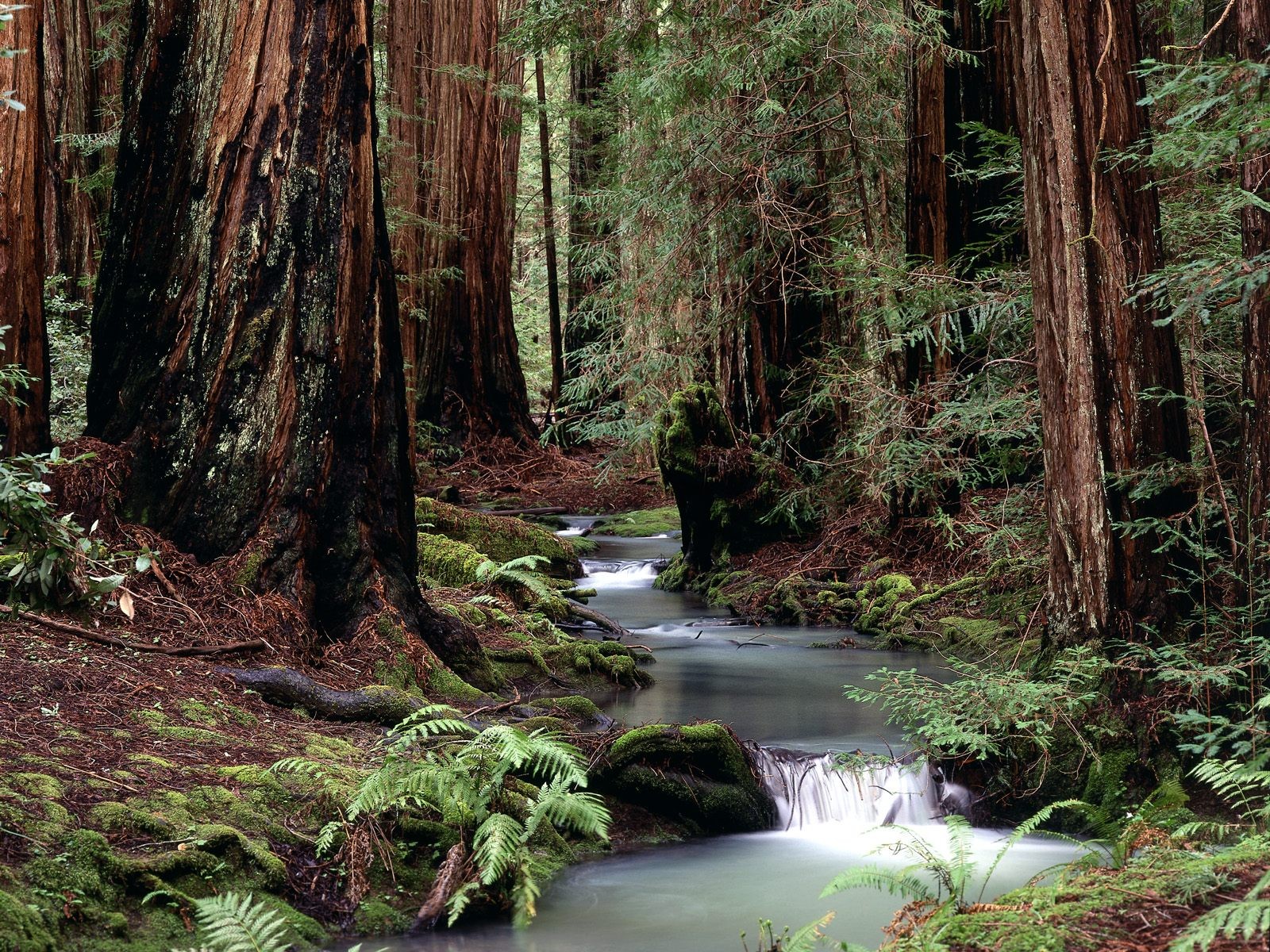 forêt rivière frais