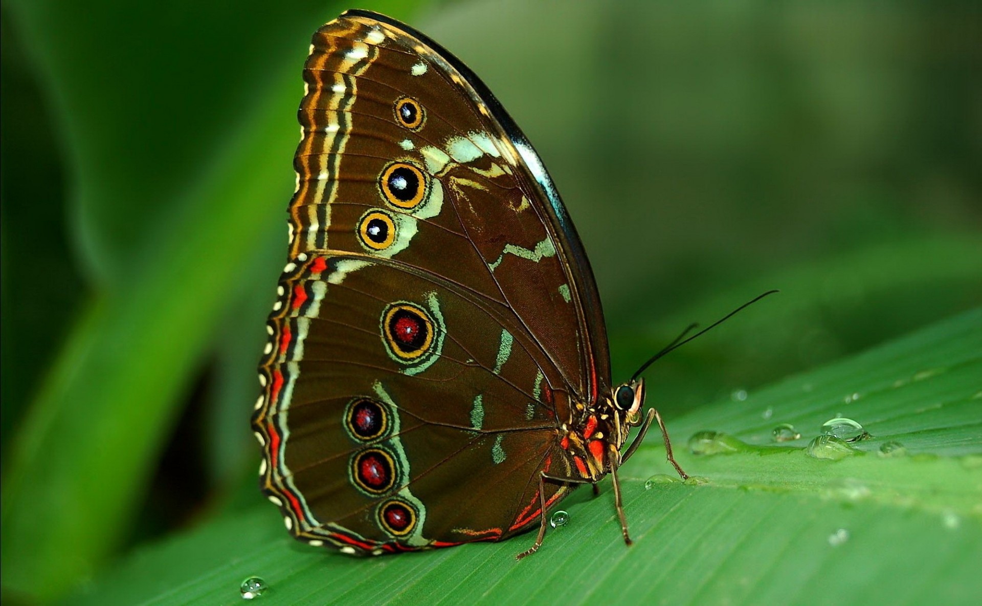 ojos trópicos iluminación morpho bajo hoja rocío