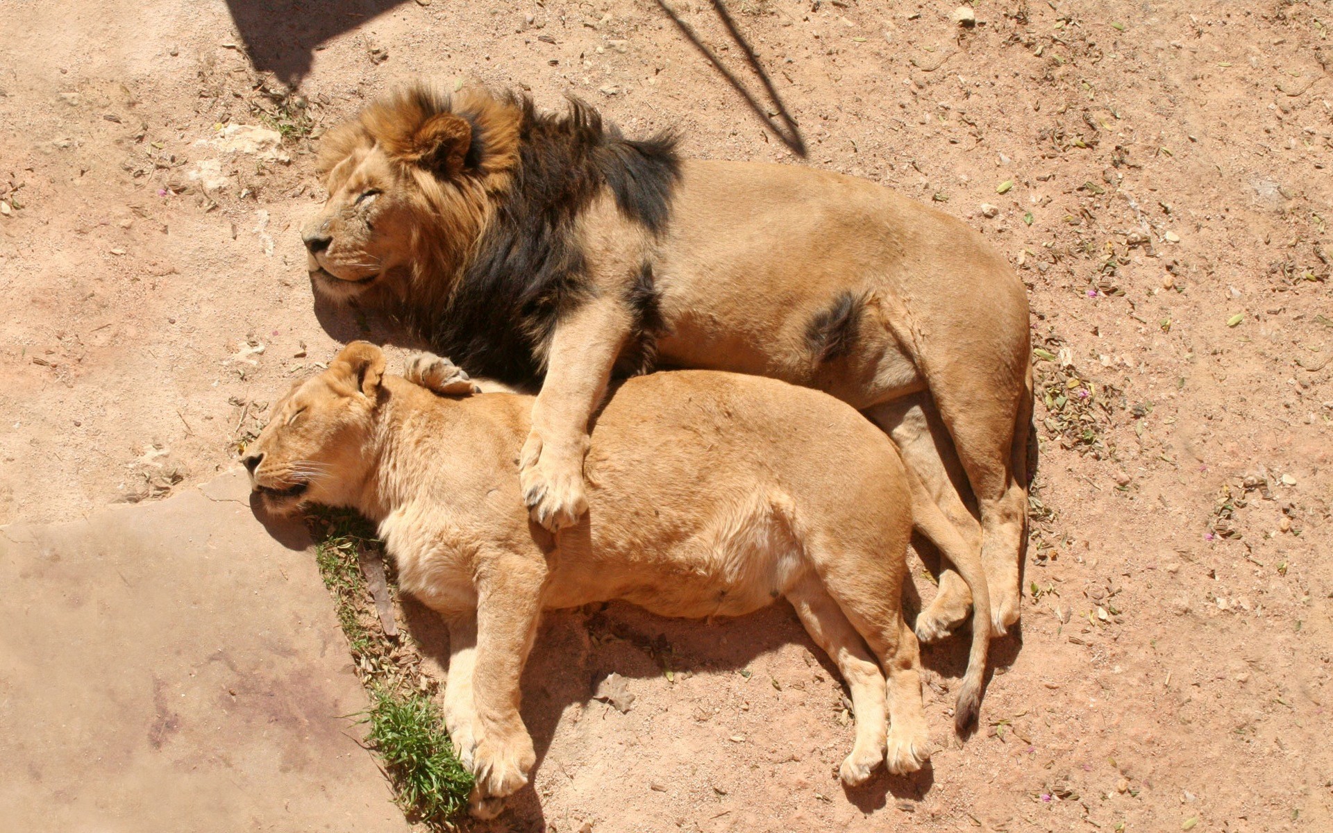 lions situations romance prédateurs dormir