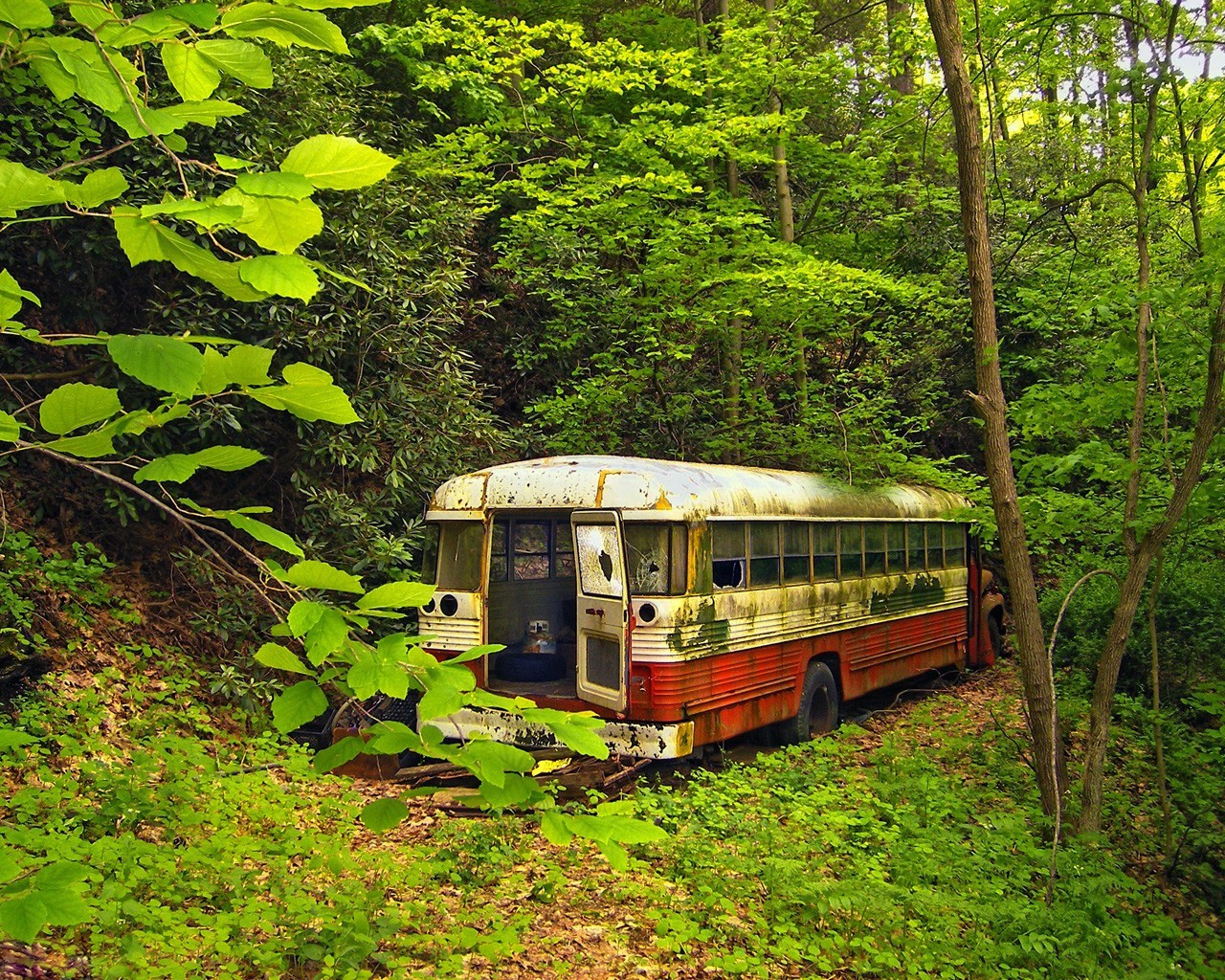 vecchio autobus foresta verde