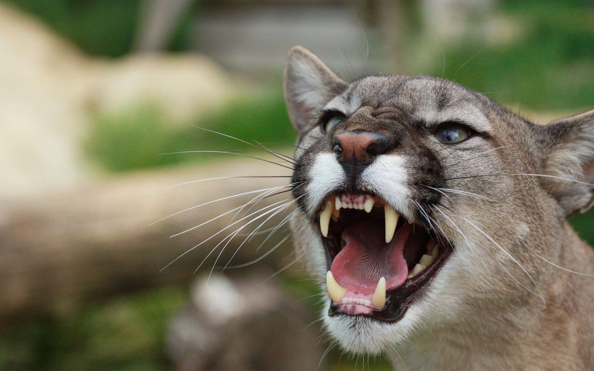 fangs teeth animals animals anger