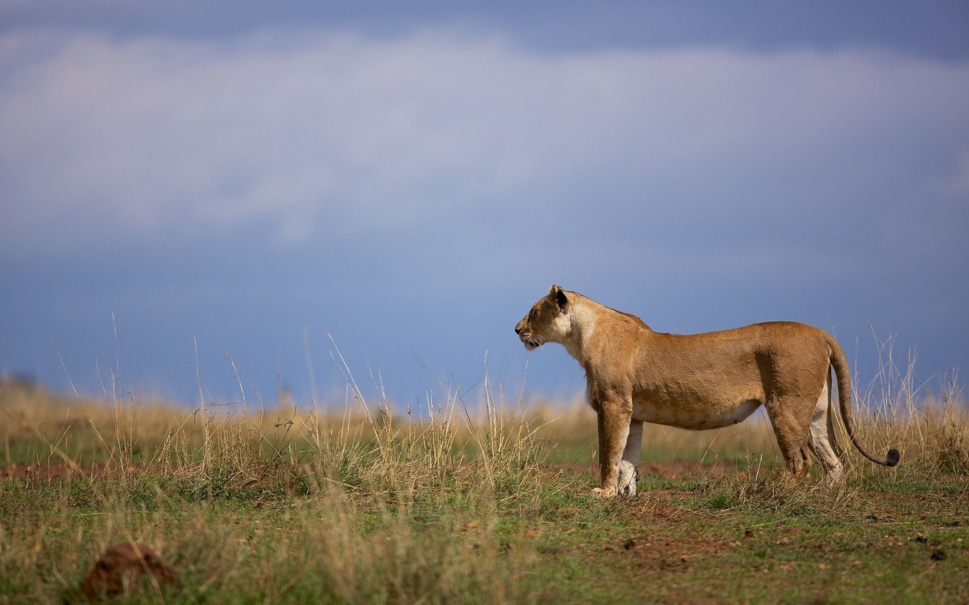 avannah wild cat lione