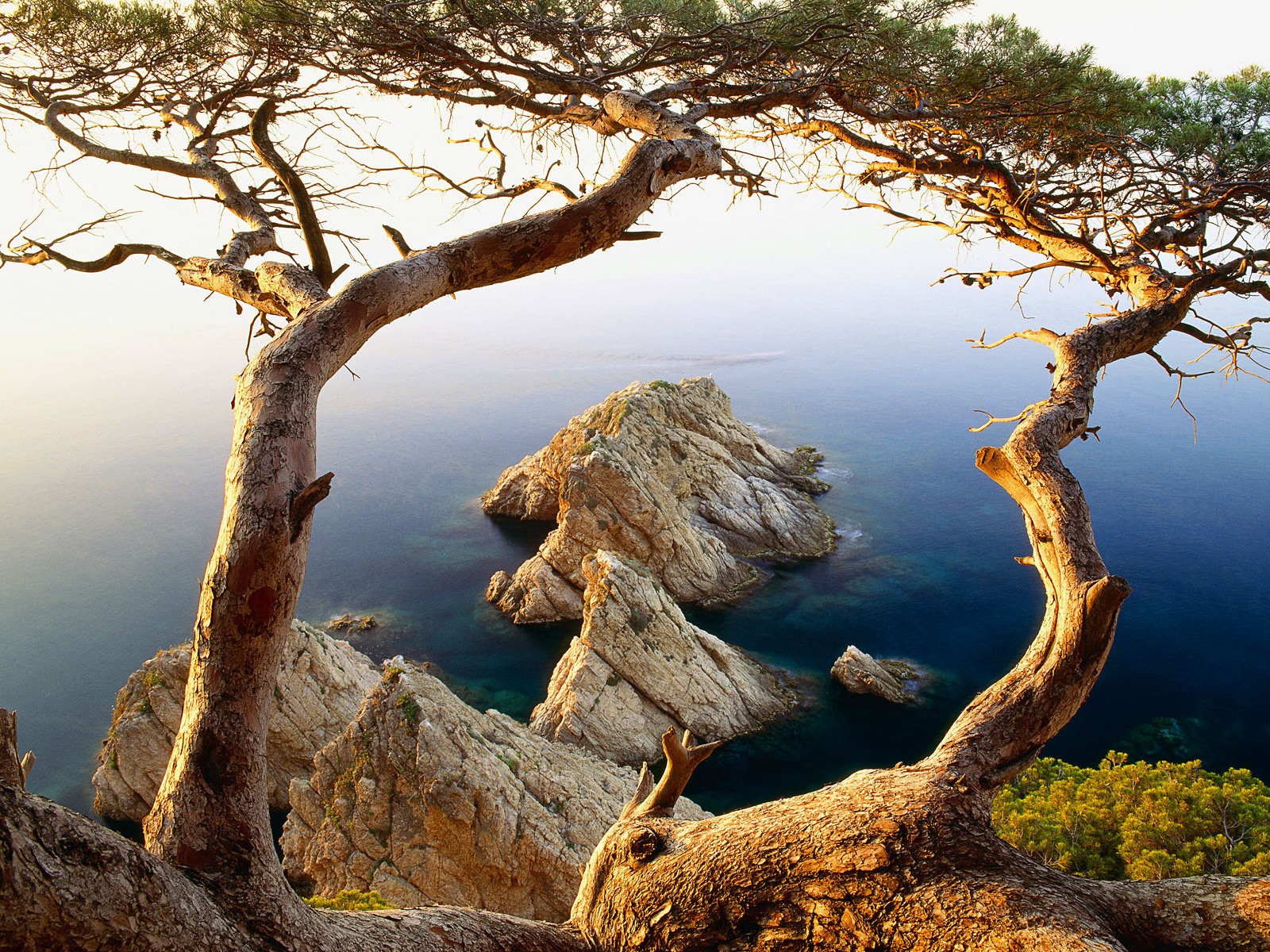 bäume meer felsen