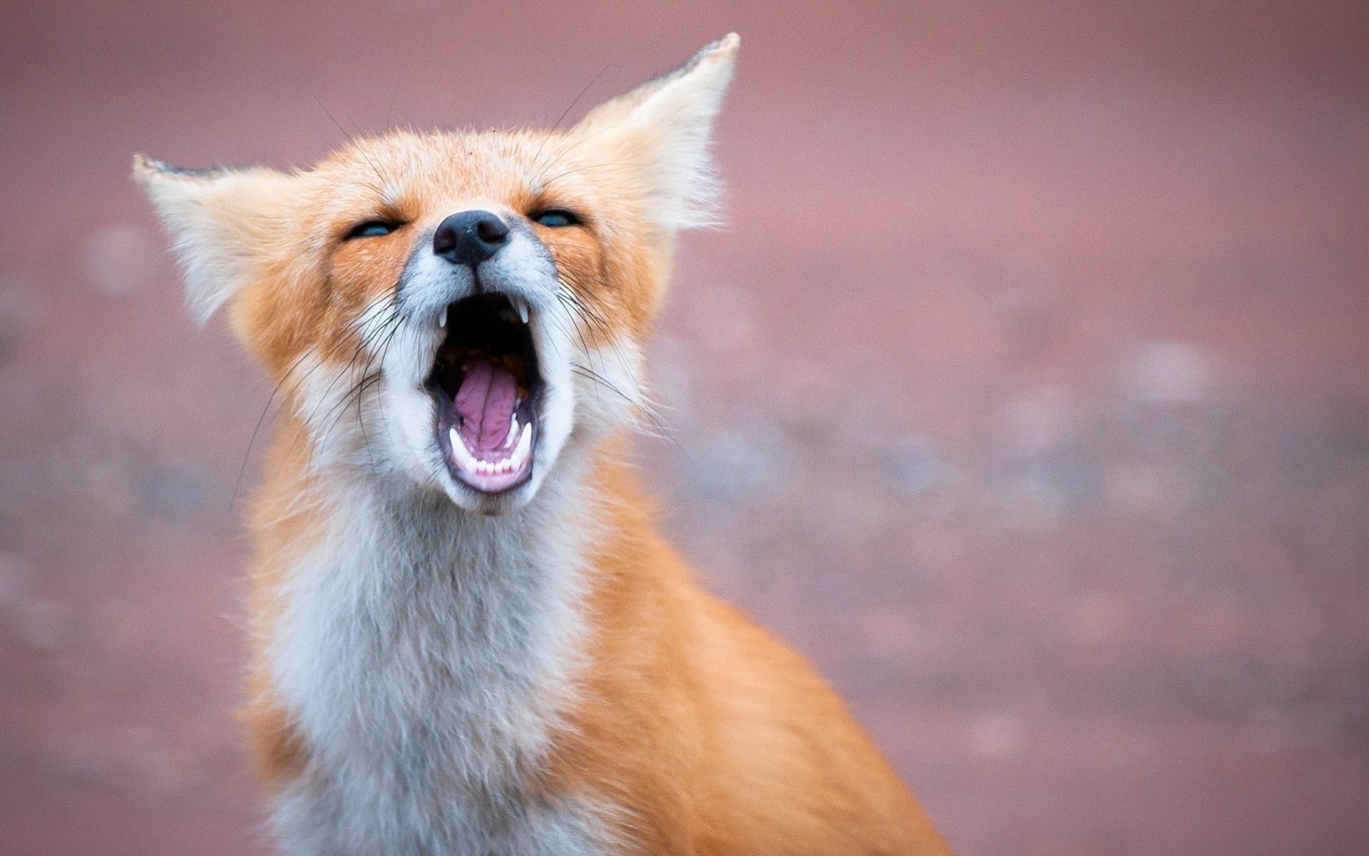 fox teeth red mouth