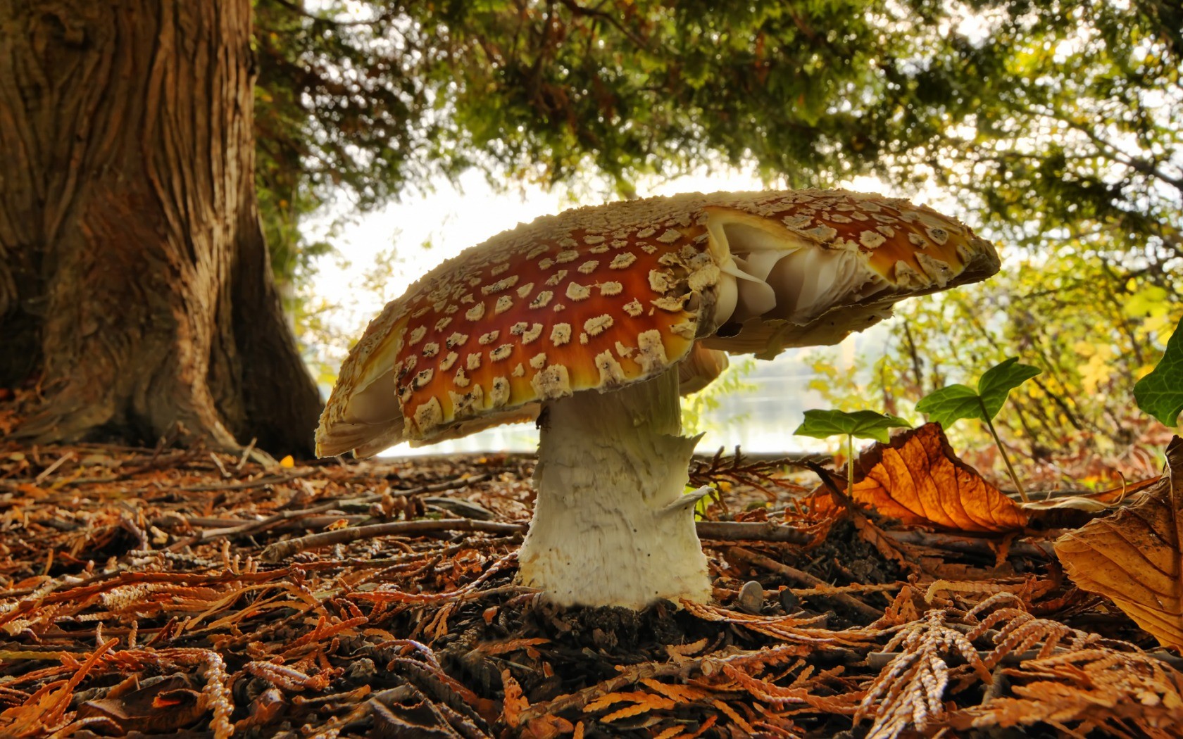 seta amanita bosque vegetación