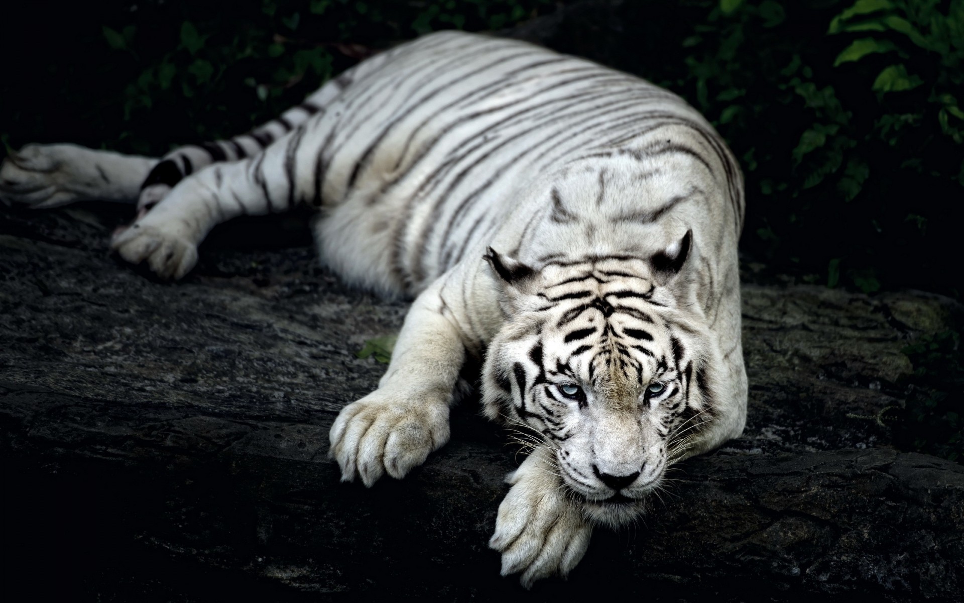 fondo naturaleza tigre