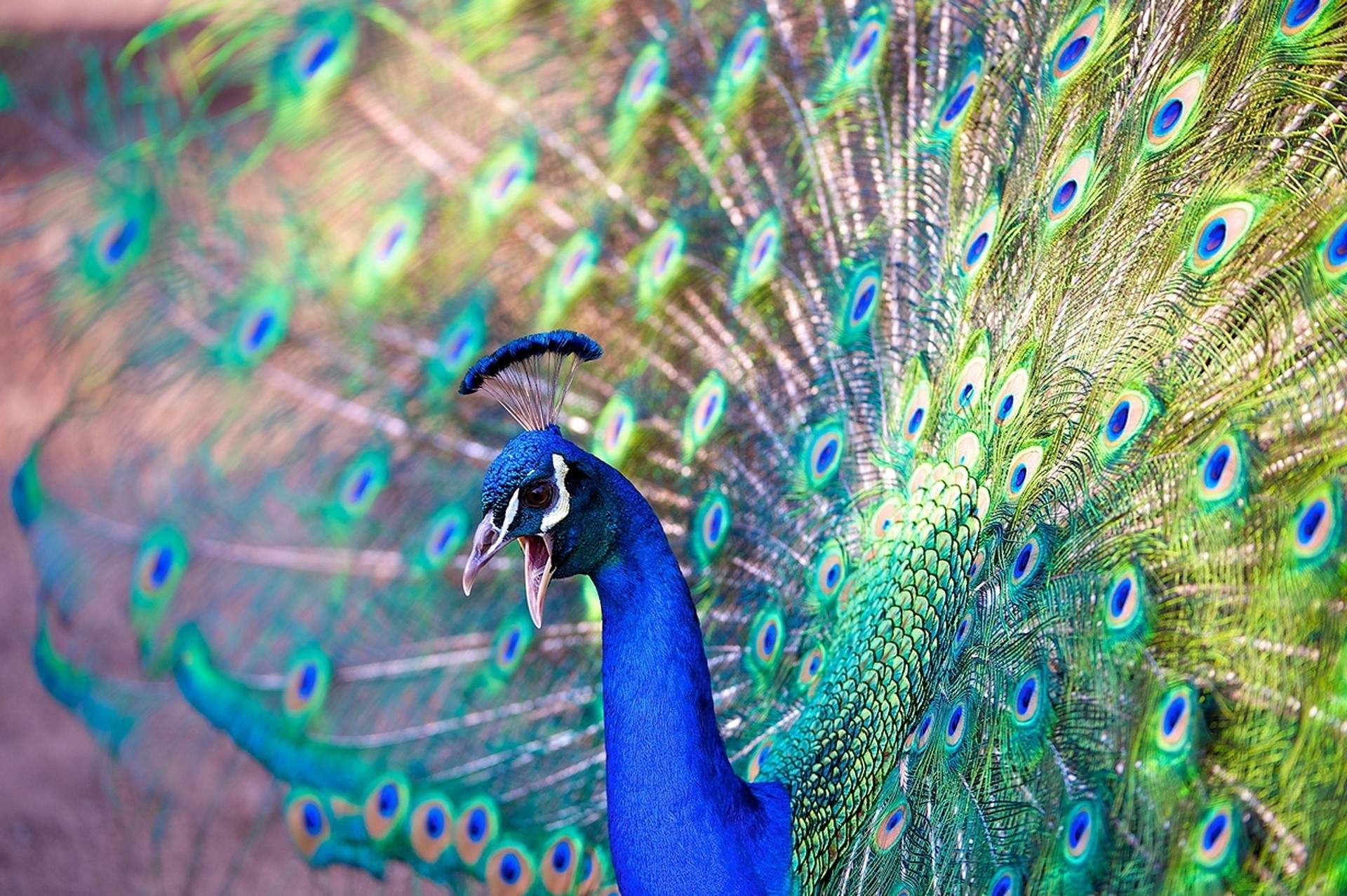 birds beauty peacock