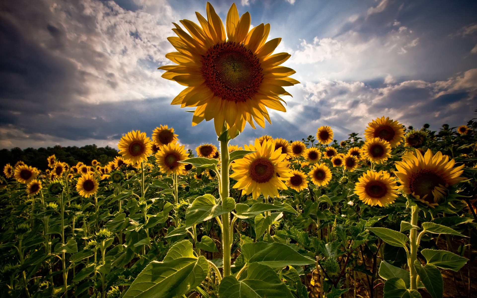 campo girasoles verano