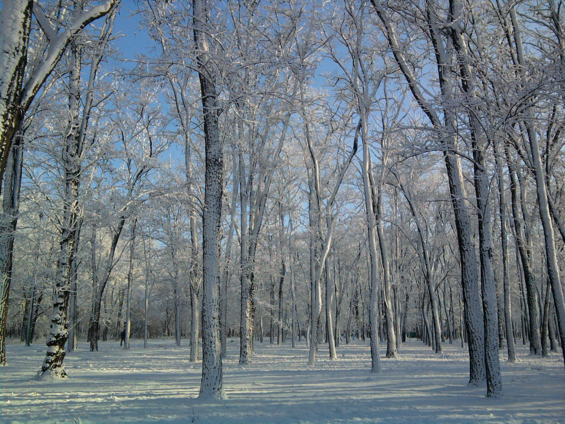 árboles nieve invierno