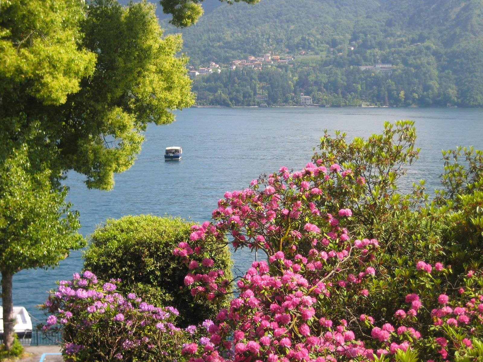 flores árboles barco naturaleza agua distancia casa