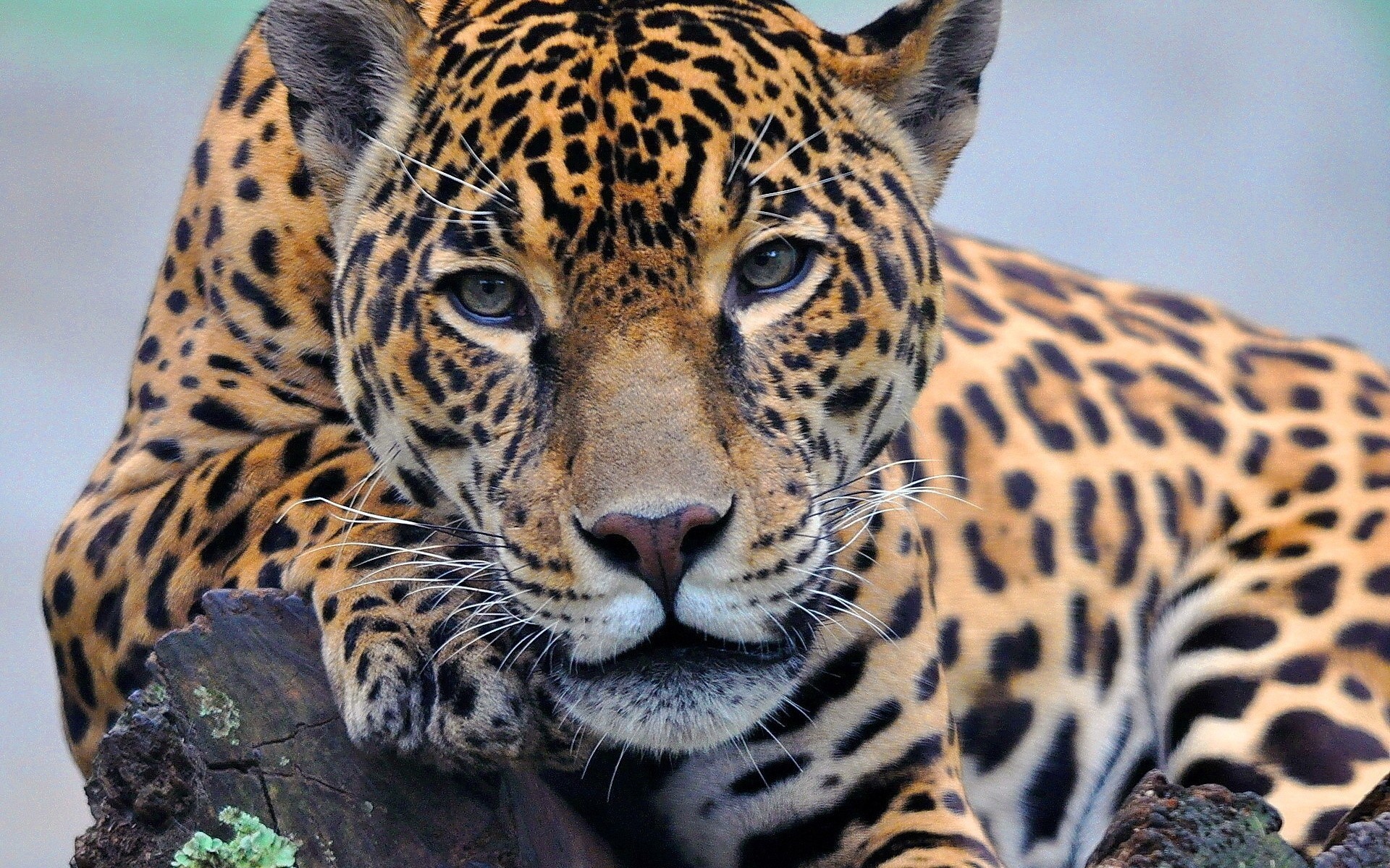 denti giace jaguar zampa guarda