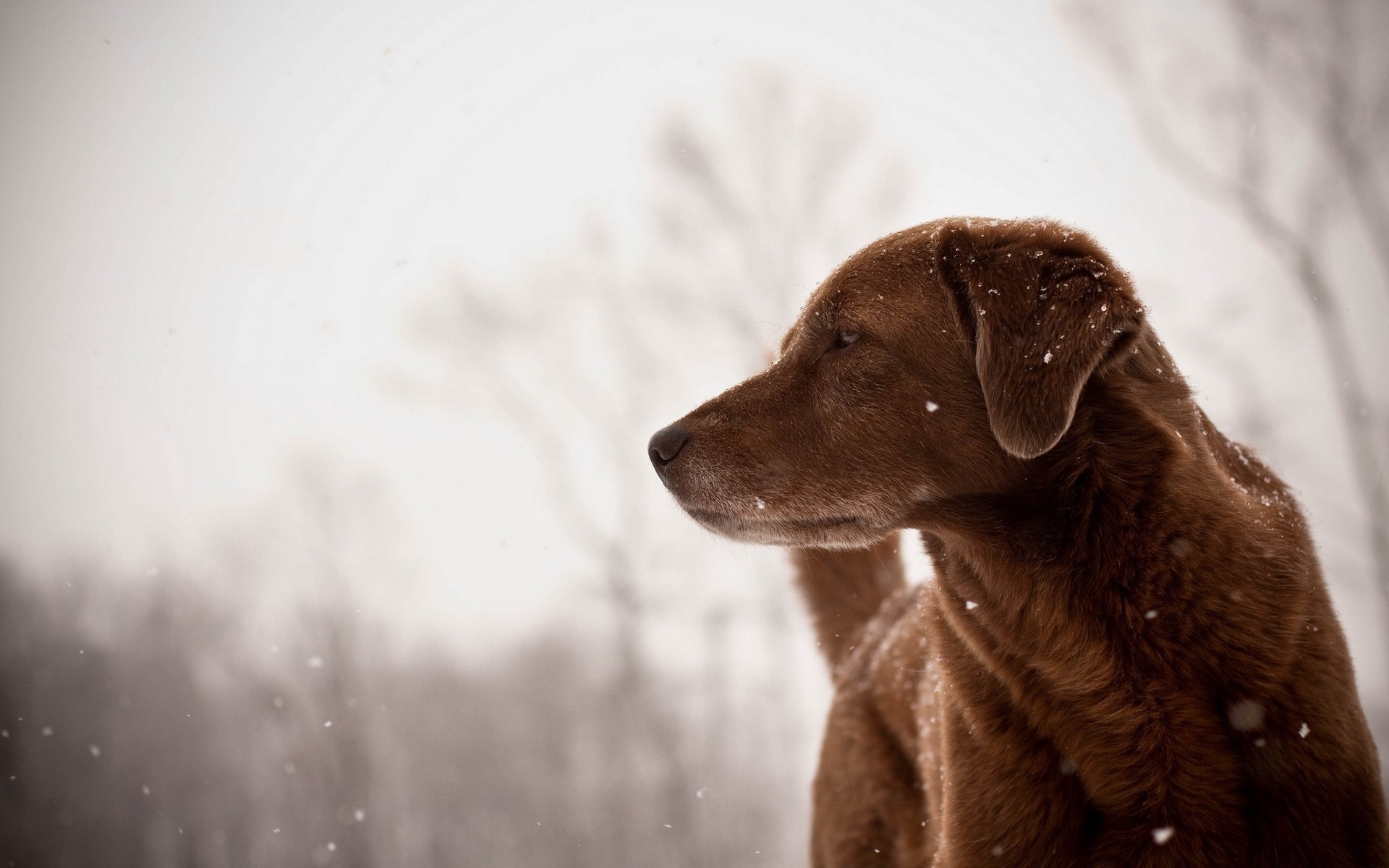 hund freund ansicht