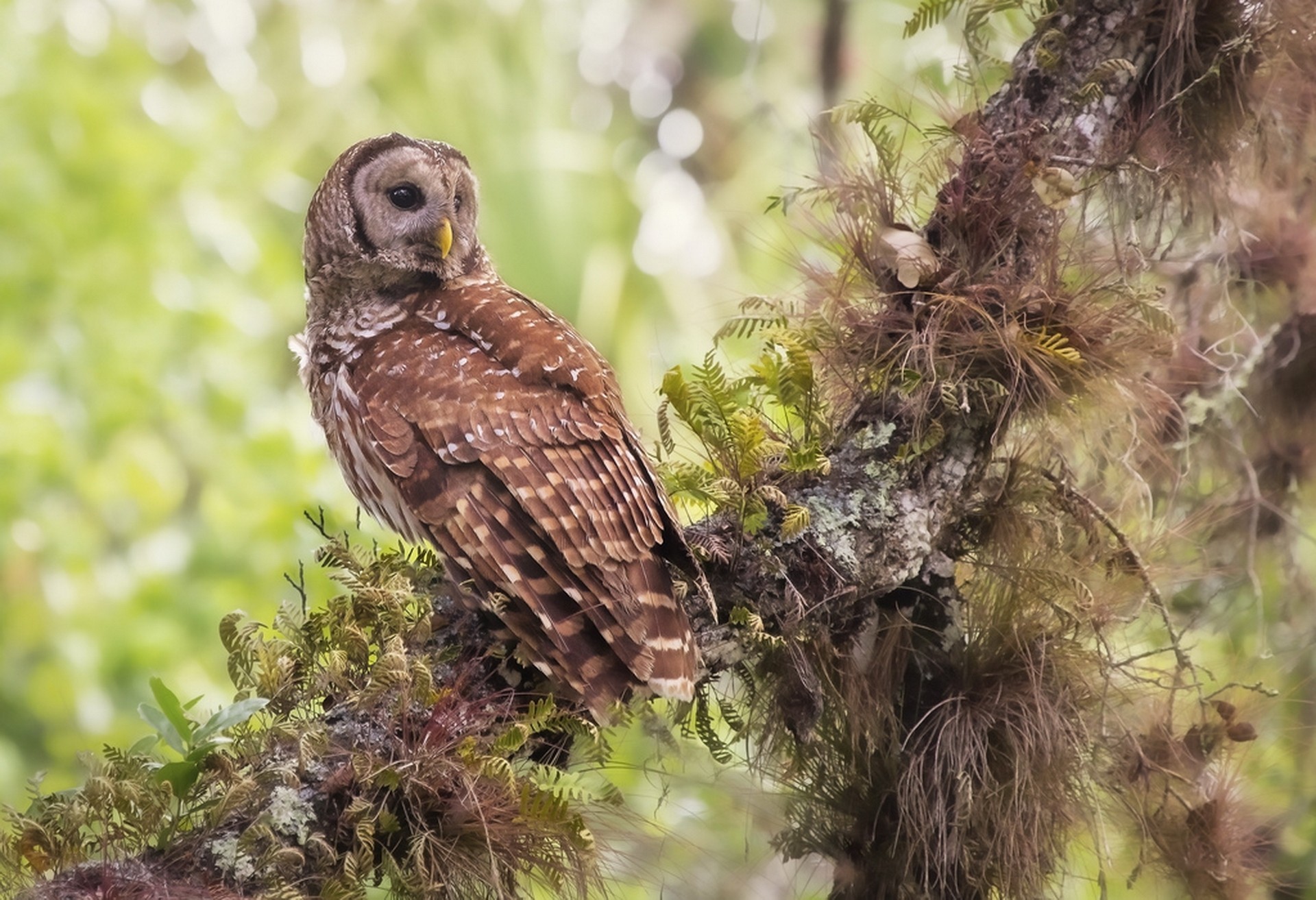 motley owl barred owl owl