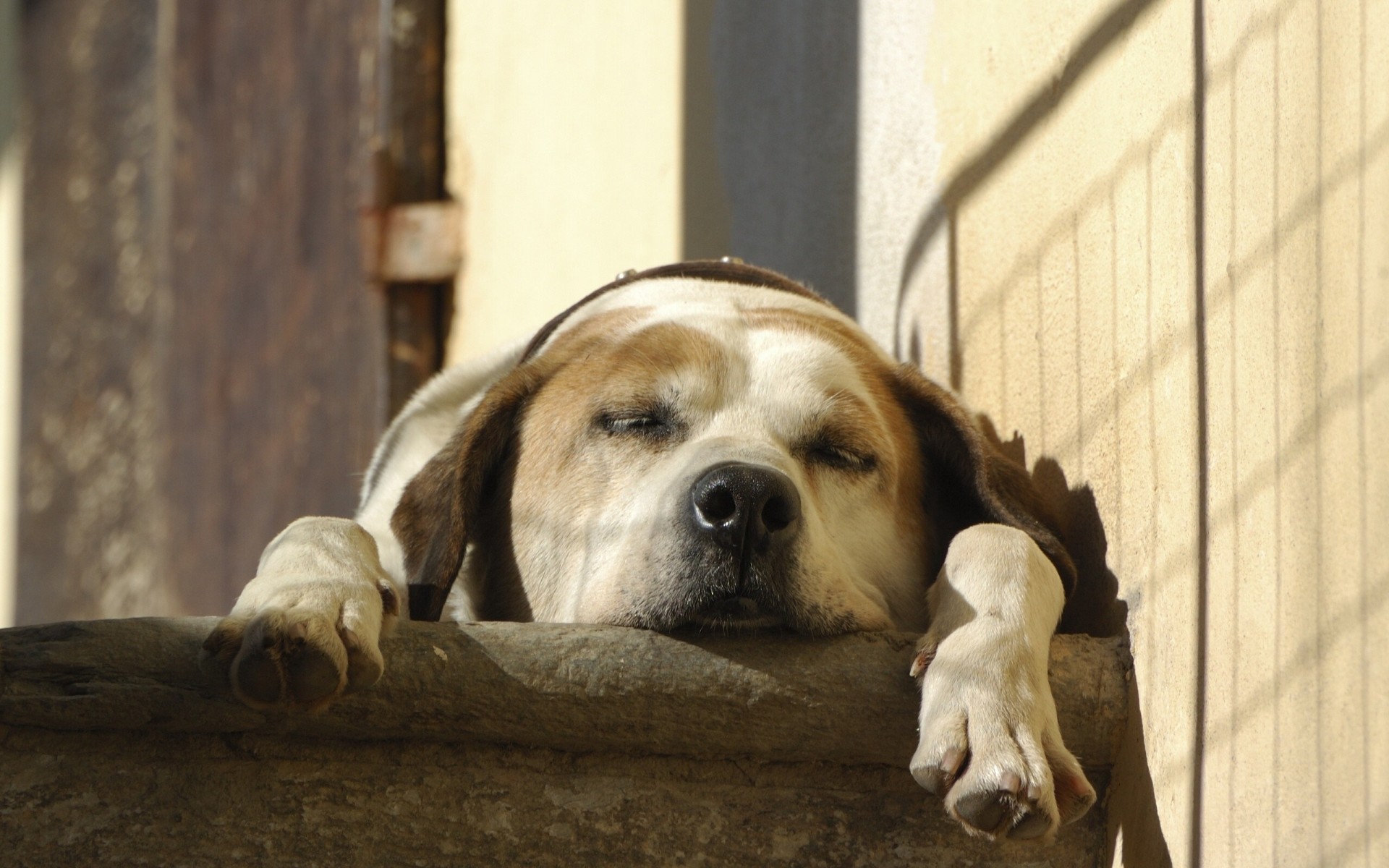 cane dormire piedi riposo