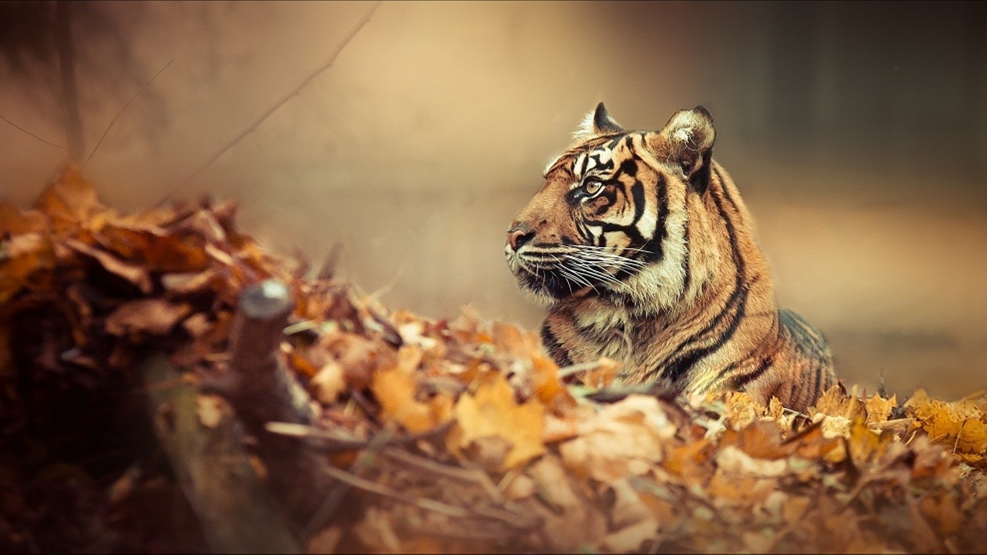 autunno foglia tigre