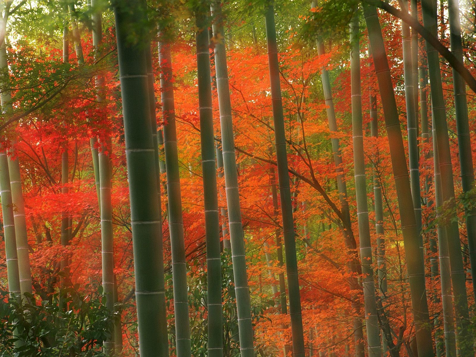 bambù autunno acero