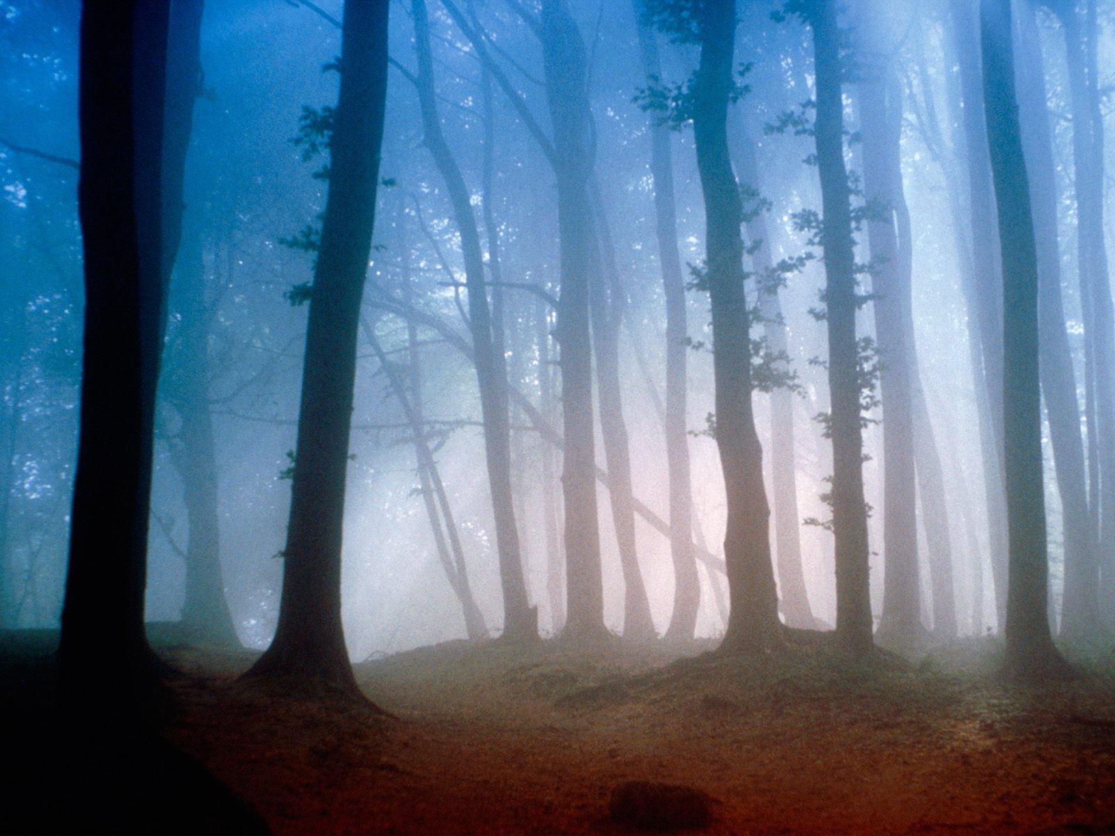 matin forêt mystère