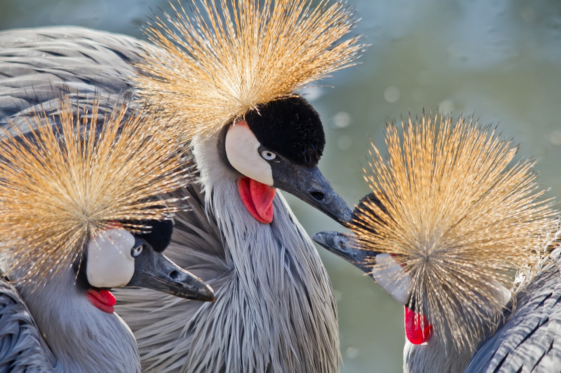 grullas trío aves