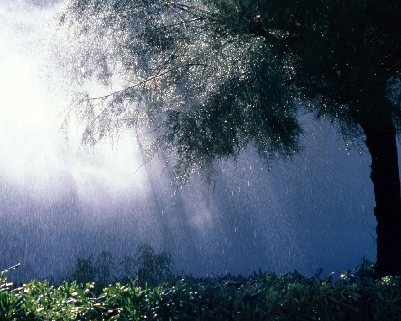 hierba lluvia gota