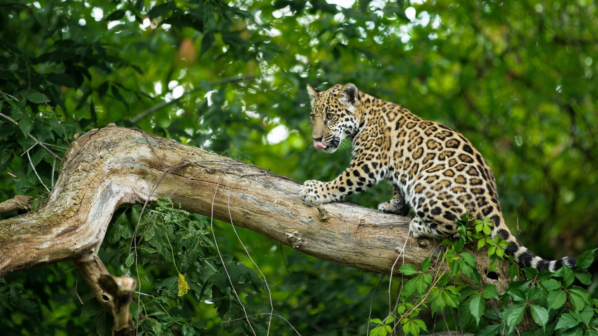 wild cat baby jaguar child