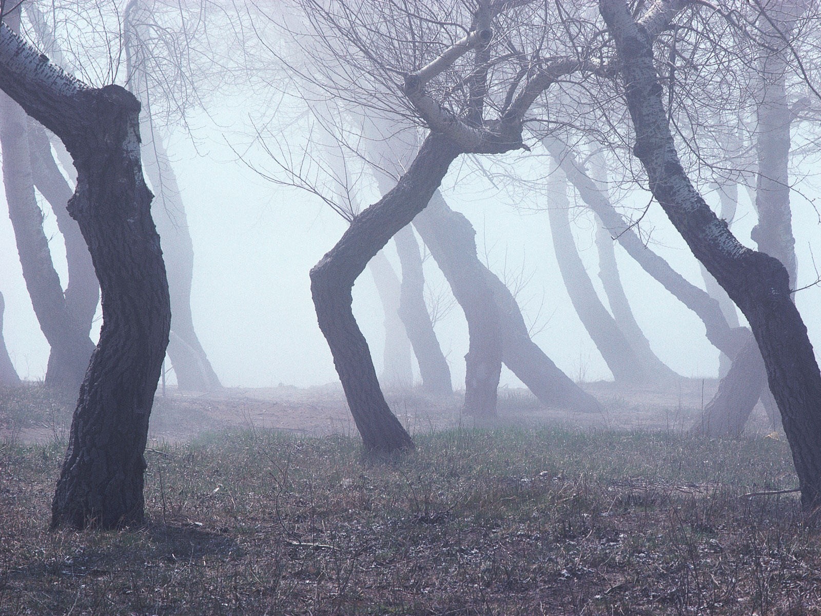 arbres bouleaux nains courbes