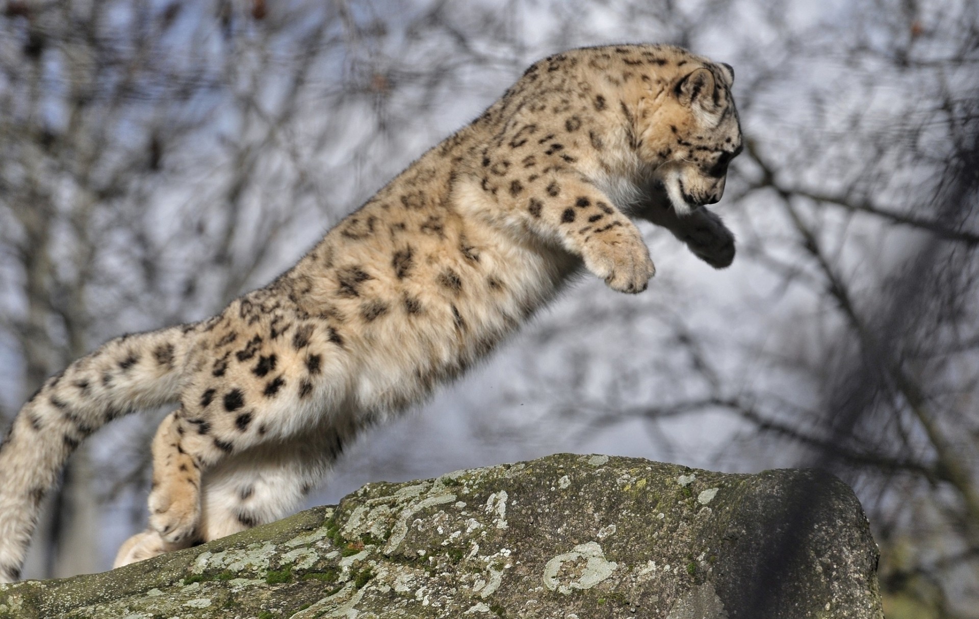 salto cucciolo bestia gatto selvatico leopardo