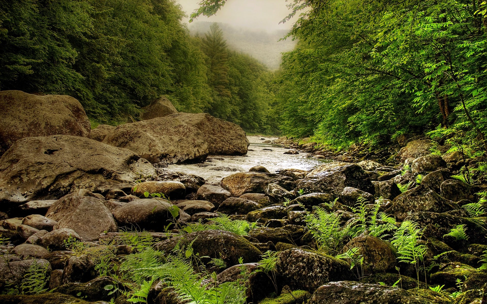 river stones forest