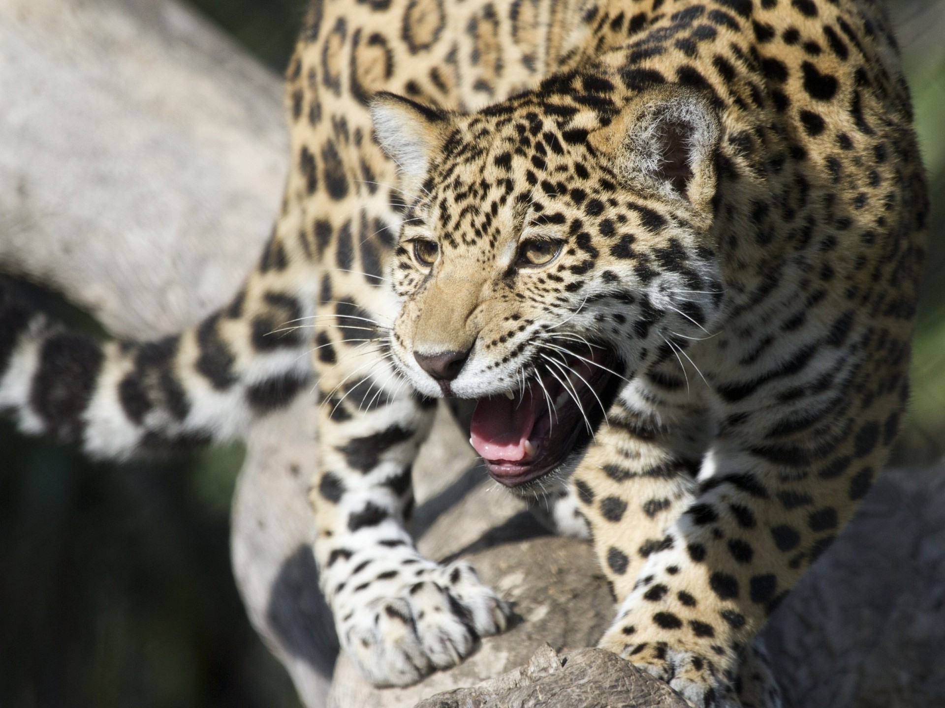 wild cat baby jaguar