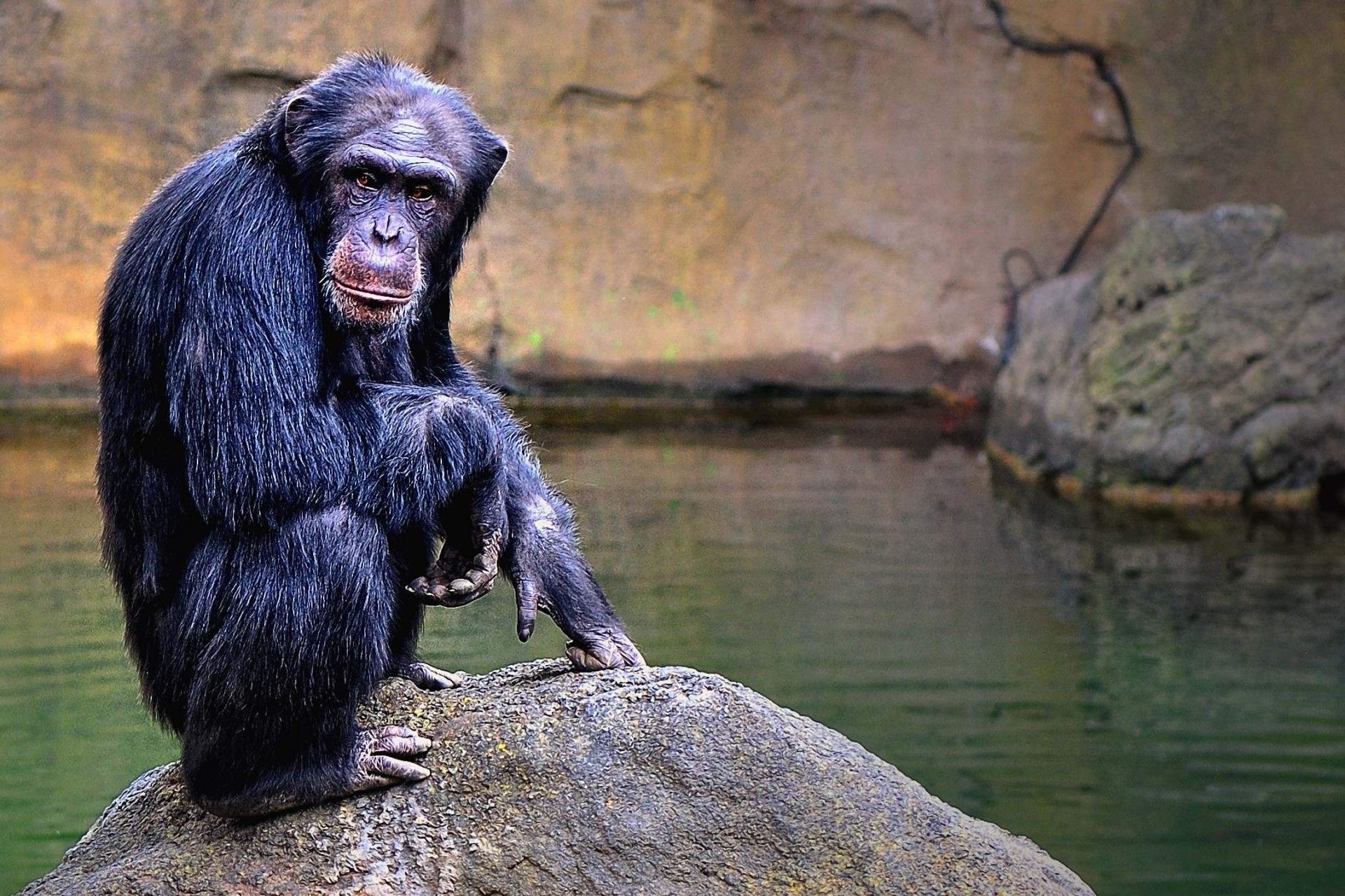 chimpanzee lion valencia spain