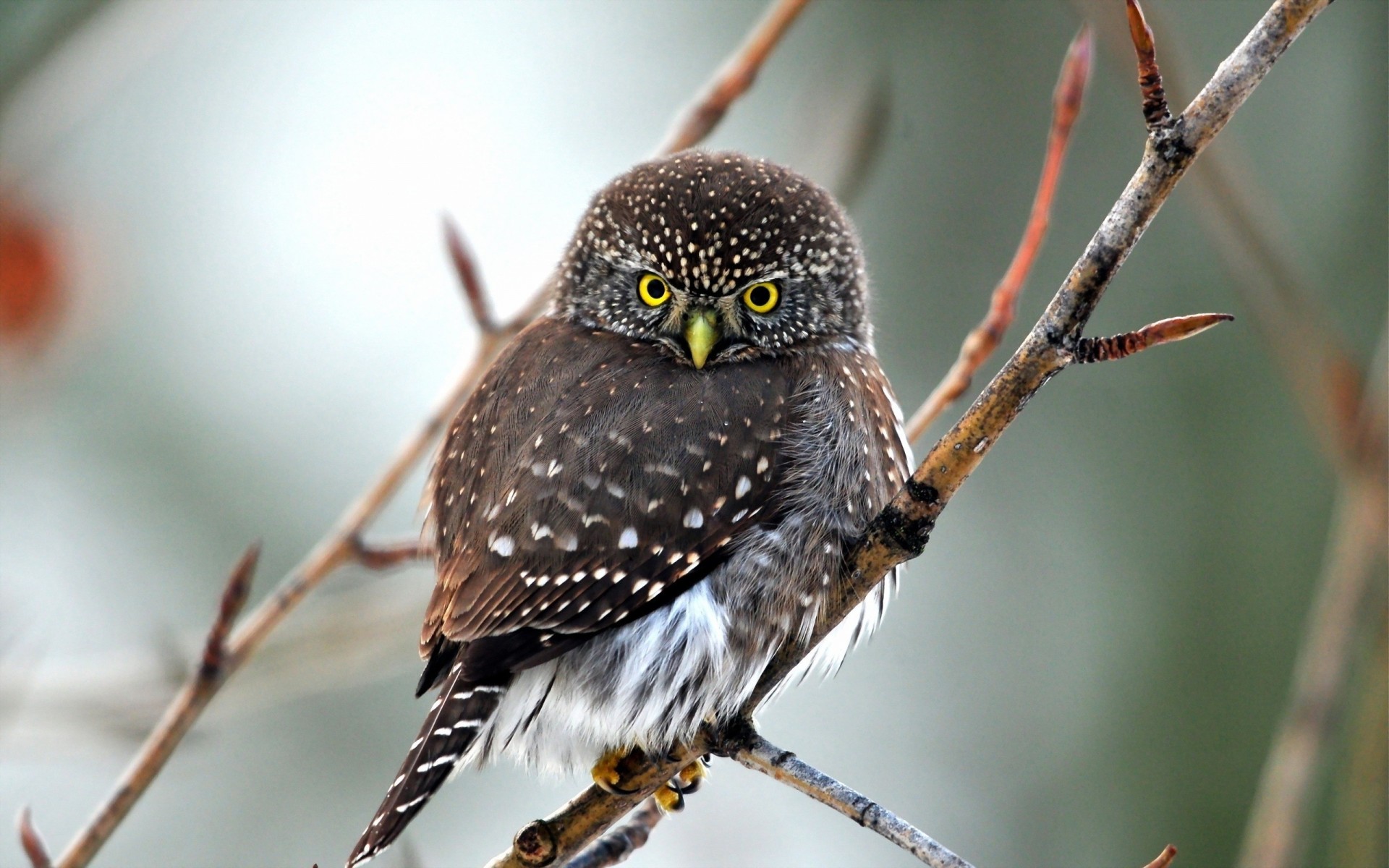 vögel ansicht raubtier eule