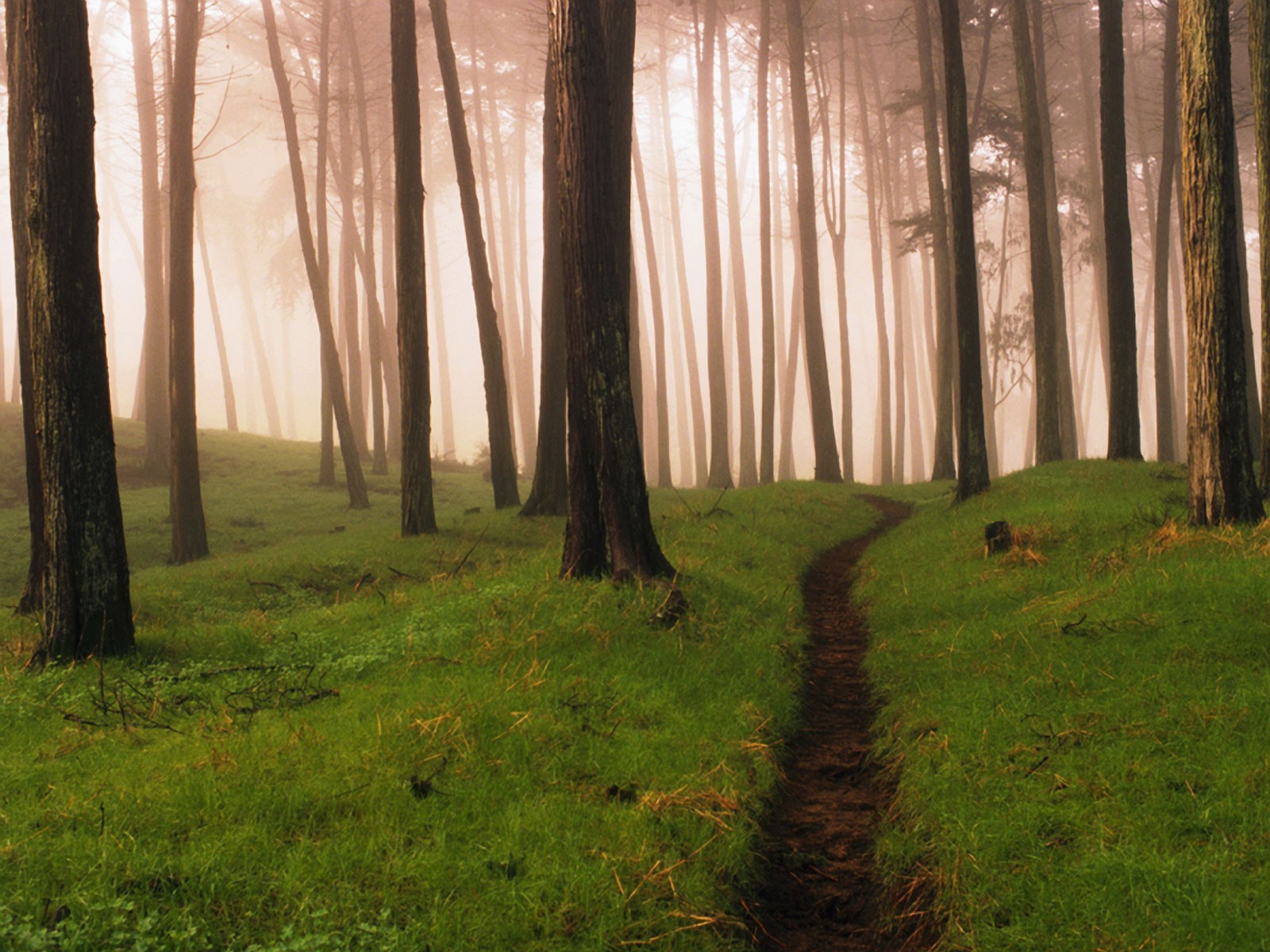 forêt brouillard sentier herbe été