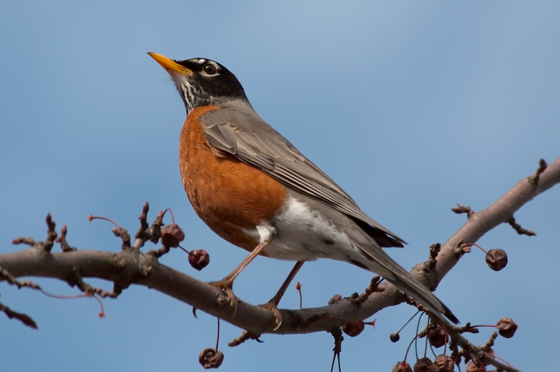 oiseaux ciel merle branche