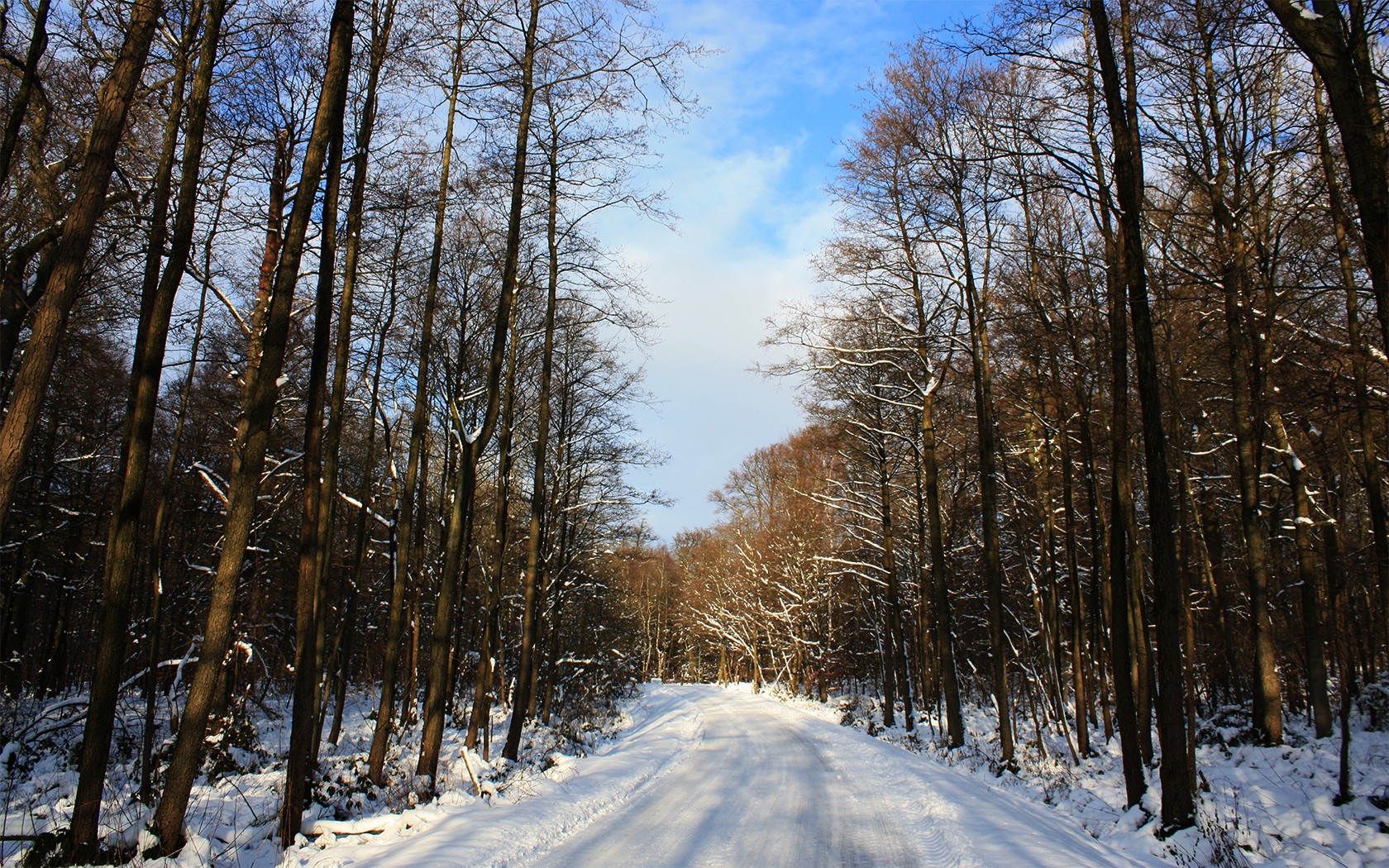 carretera bosque invierno