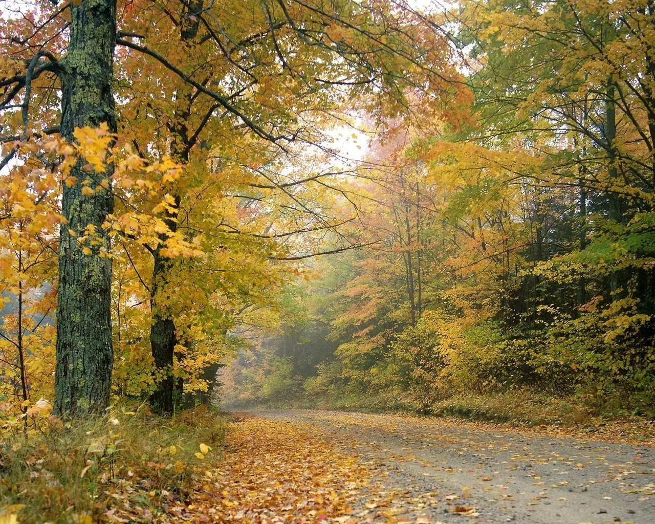 automne forêt feuilles route