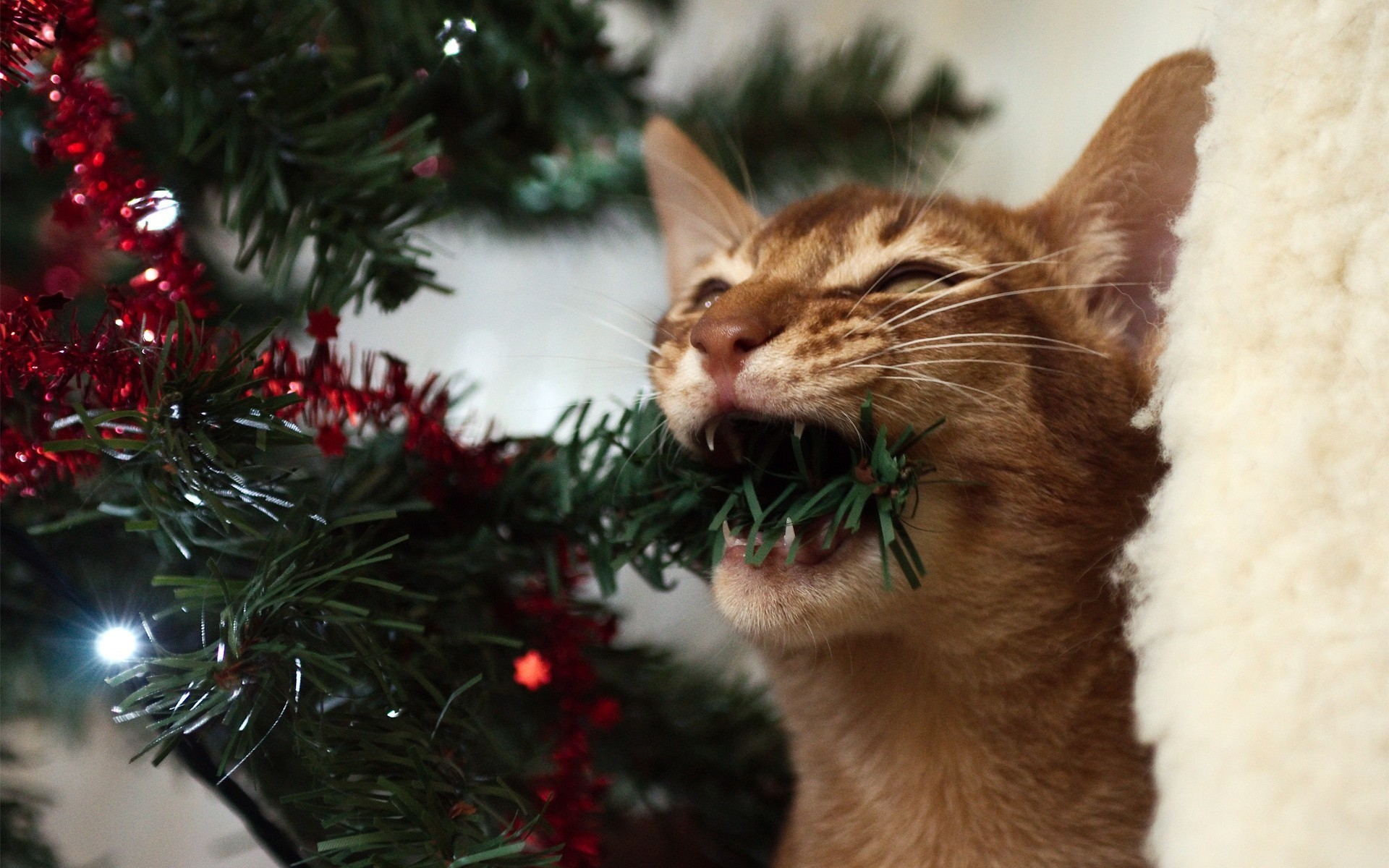 albero di natale nuovo anno gatto ghirlanda pelliccia