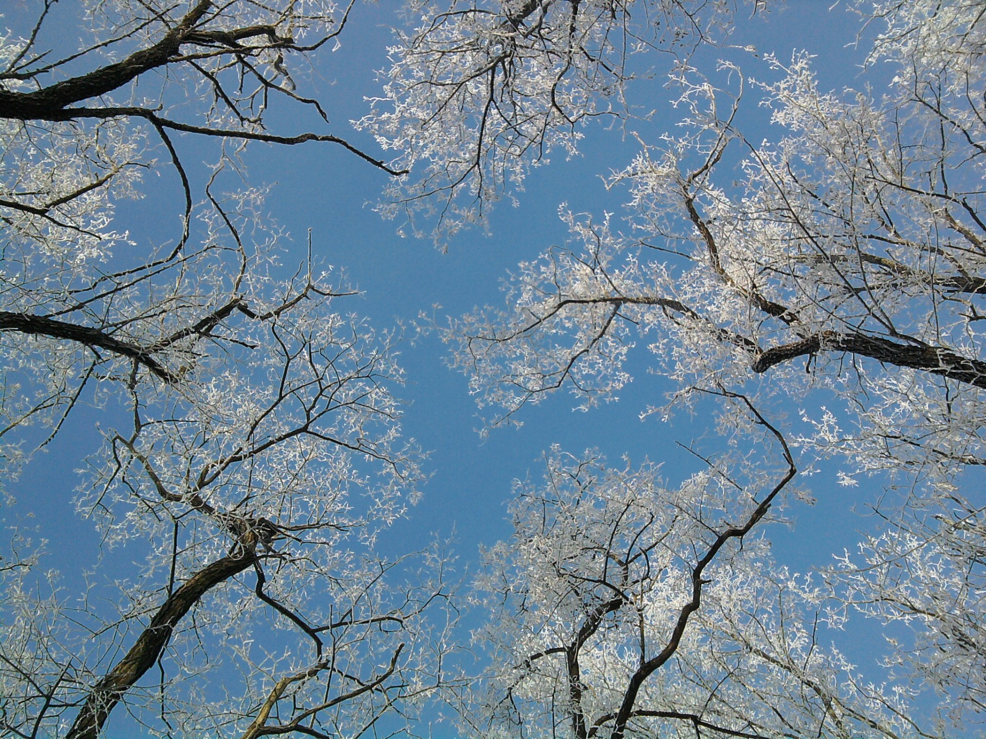 hiver arbres givre