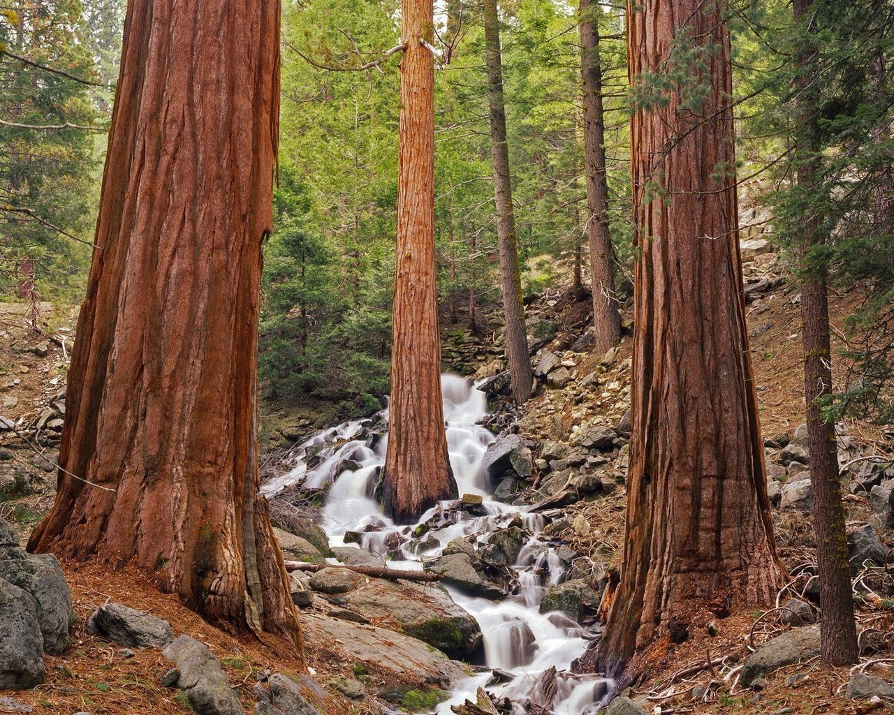 forêt forêt dense ruisseau feuillage