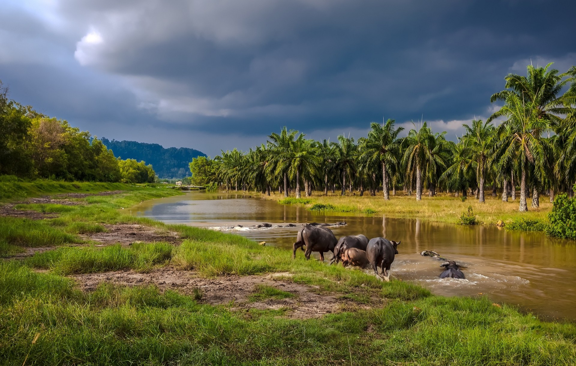 búfalos palmeras río baño