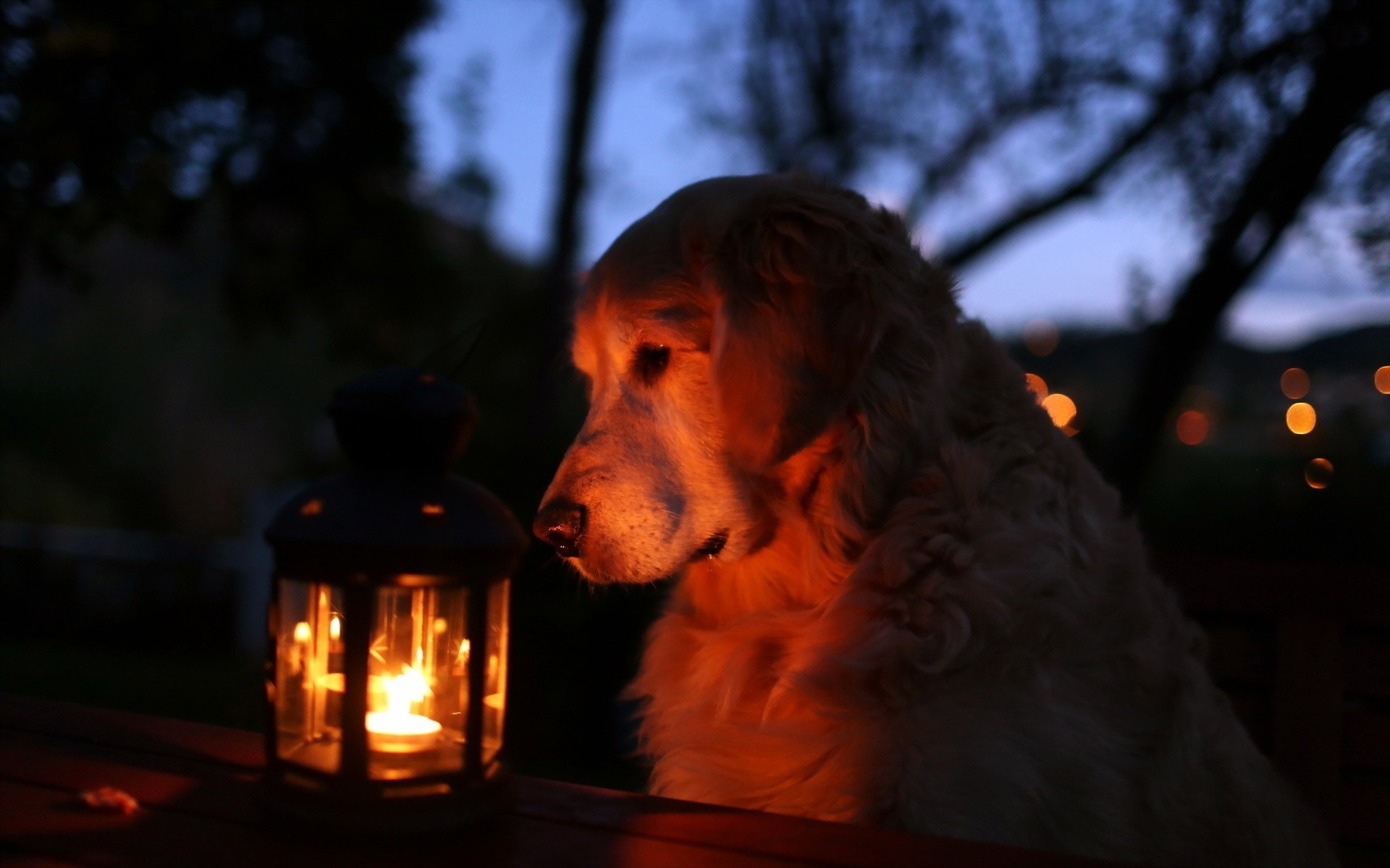 hund nacht laterne