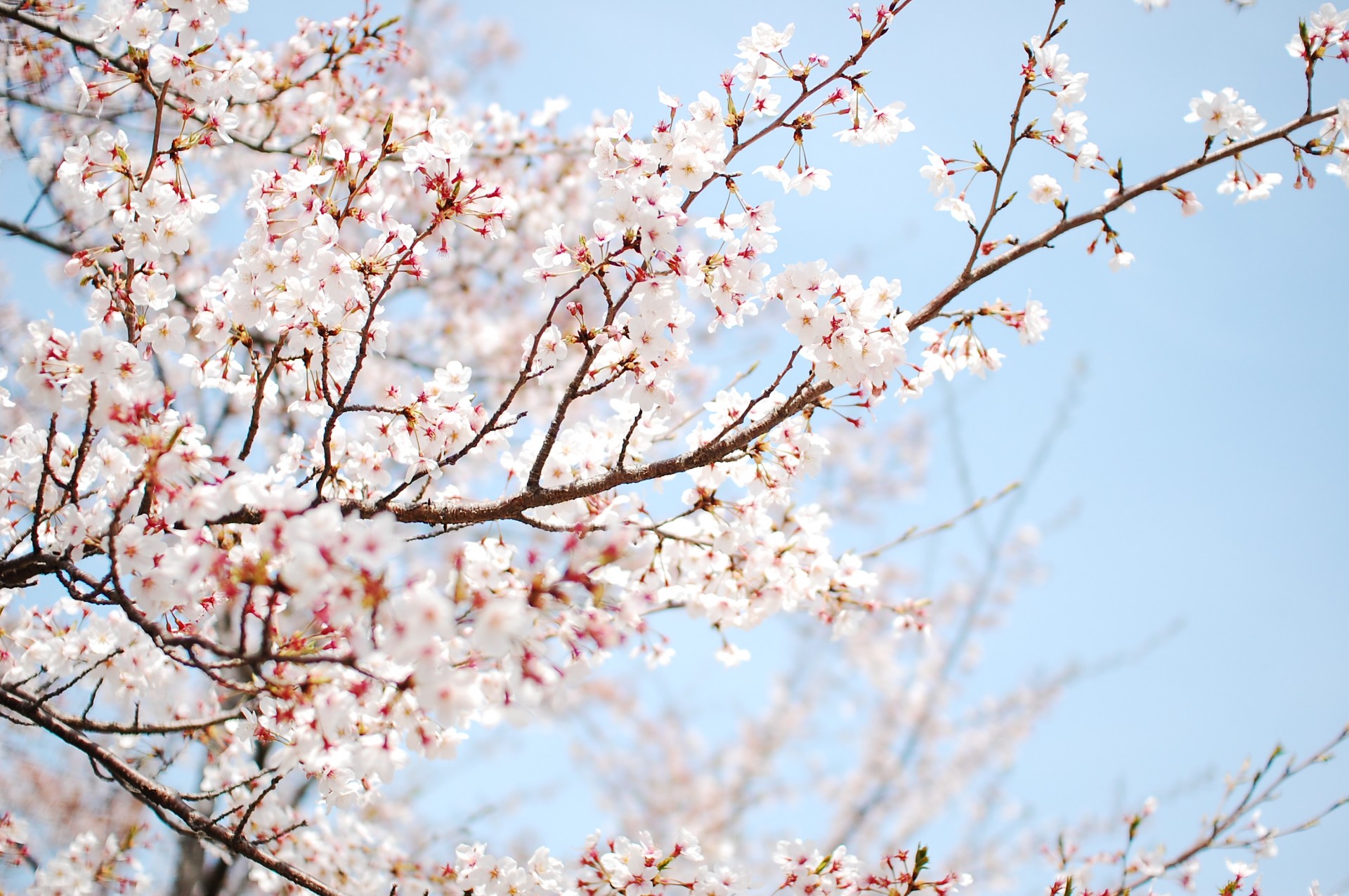 albero fioritura primavera