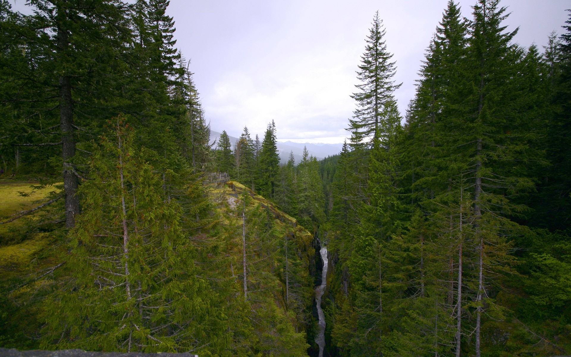 bosque montañas río