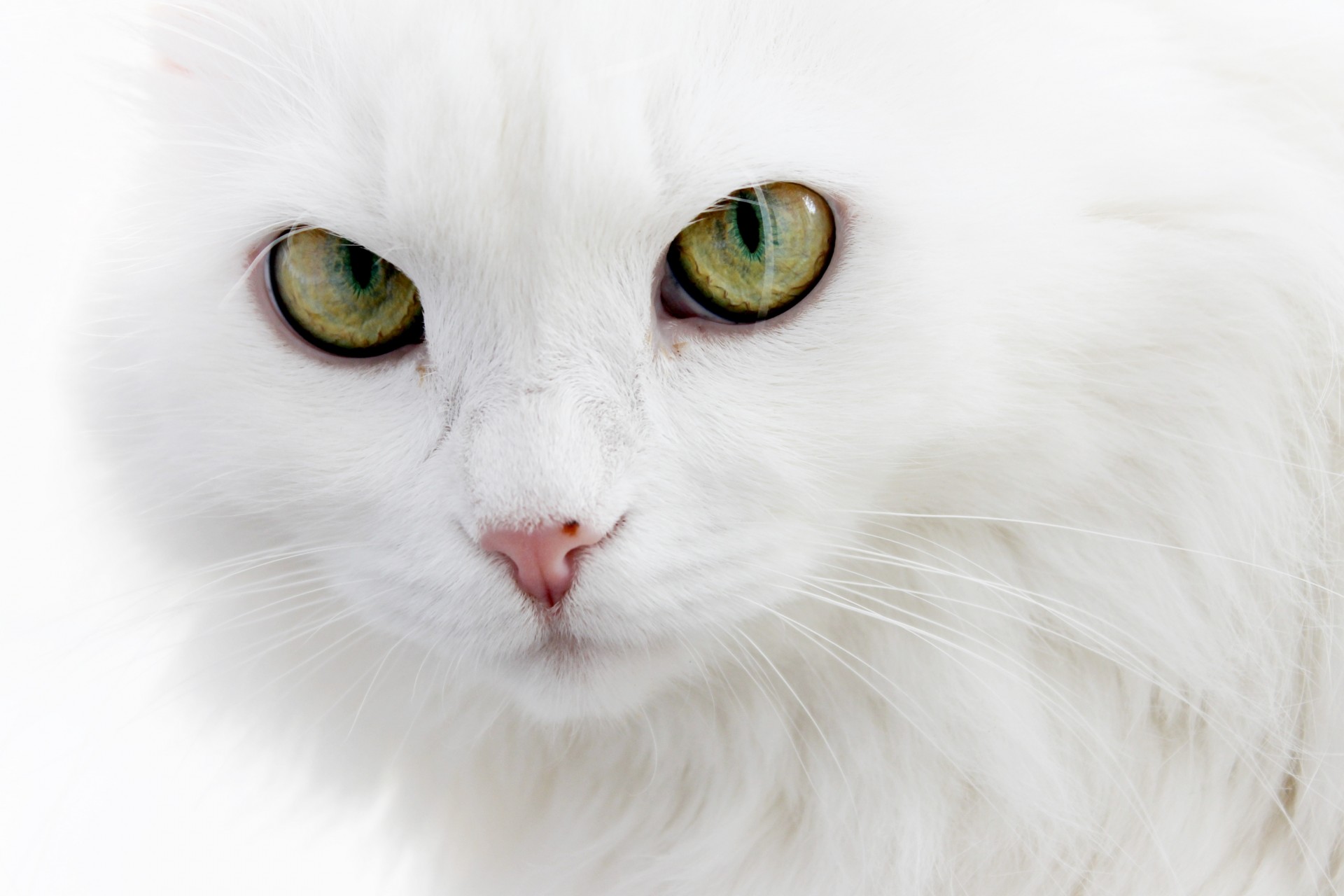 note angora cat white cat